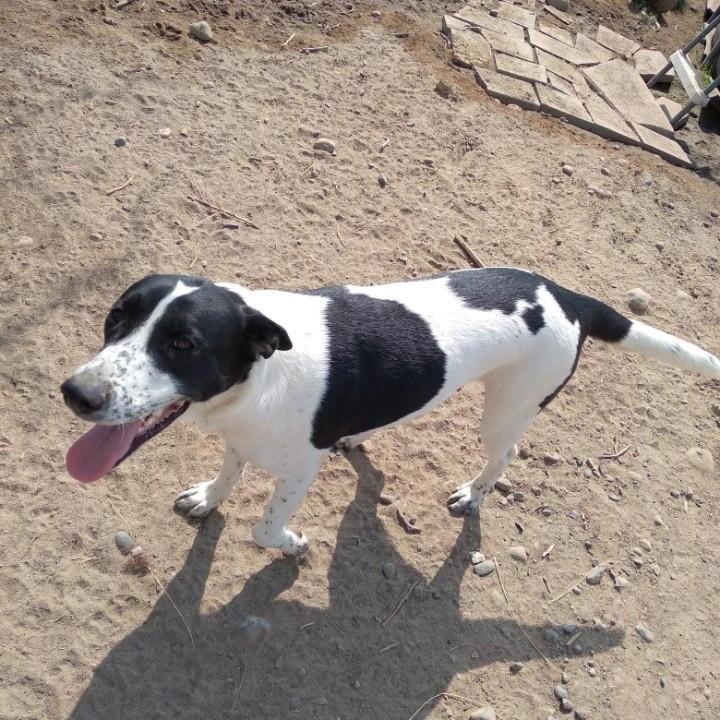 Billie, Adoptable, Adult Female Mixed Breed.