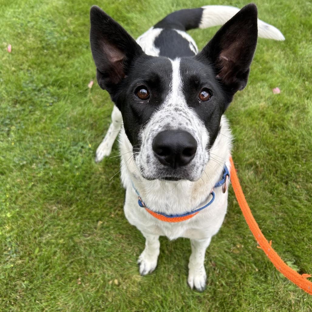 Enlarge Billie, a Adoptable Mixed Breed in Spokane, WA image 2/6