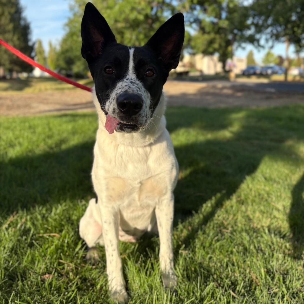 Enlarge Billie, a Adoptable Mixed Breed in Spokane, WA image 3/6