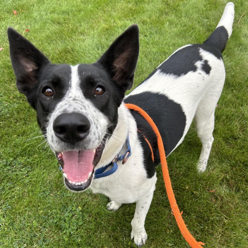 Enlarge Billie, a Adoptable Mixed Breed in Spokane, WA image 4/6