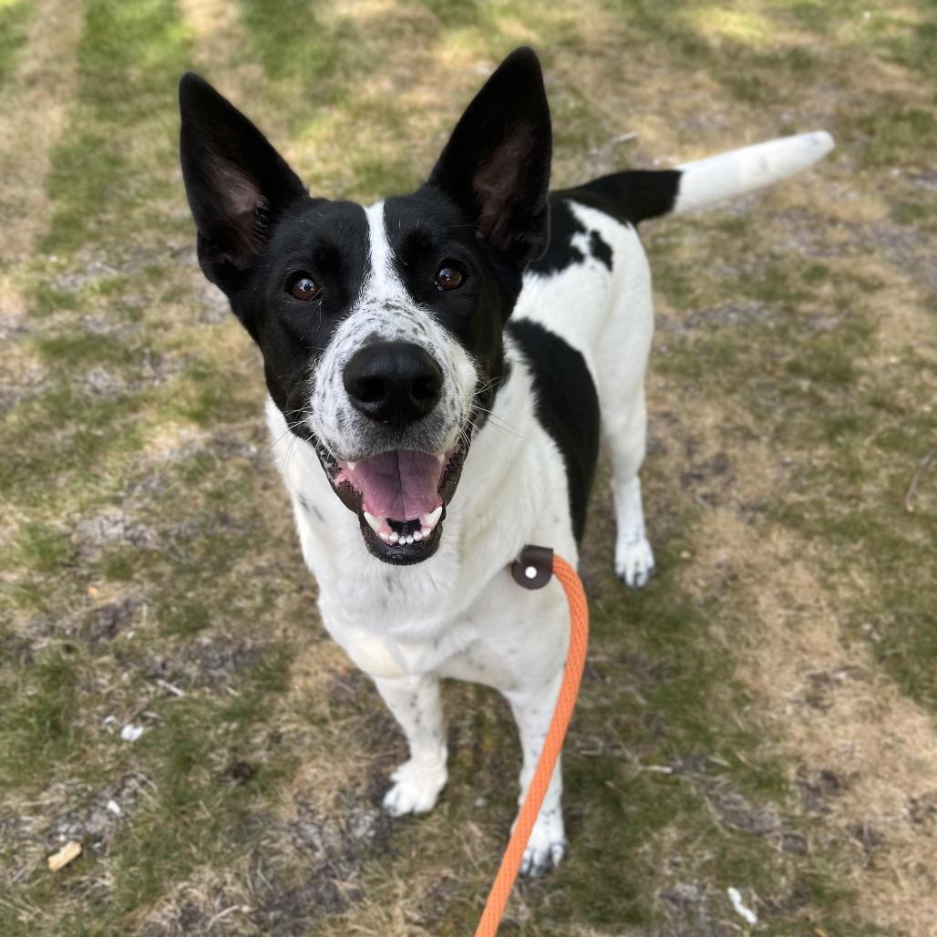 Enlarge Billie, a Adoptable Mixed Breed in Spokane, WA image 5/6