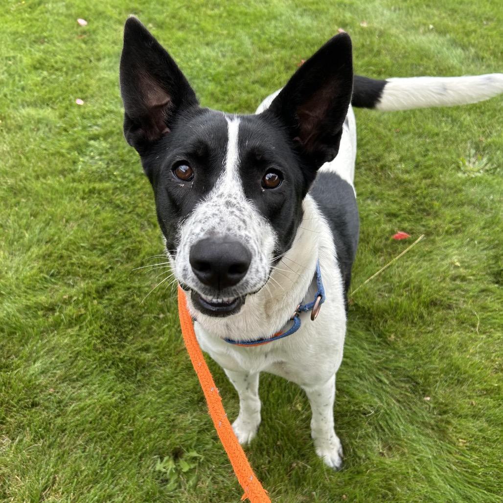 Enlarge Billie, a Adoptable Mixed Breed in Spokane, WA image 6/6