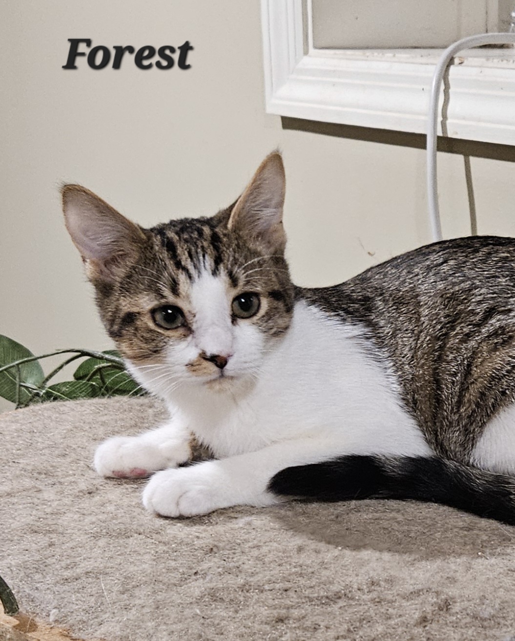 Enlarge Forest, a Adoptable Domestic Short Hair in Bethlehem, PA image 1/3