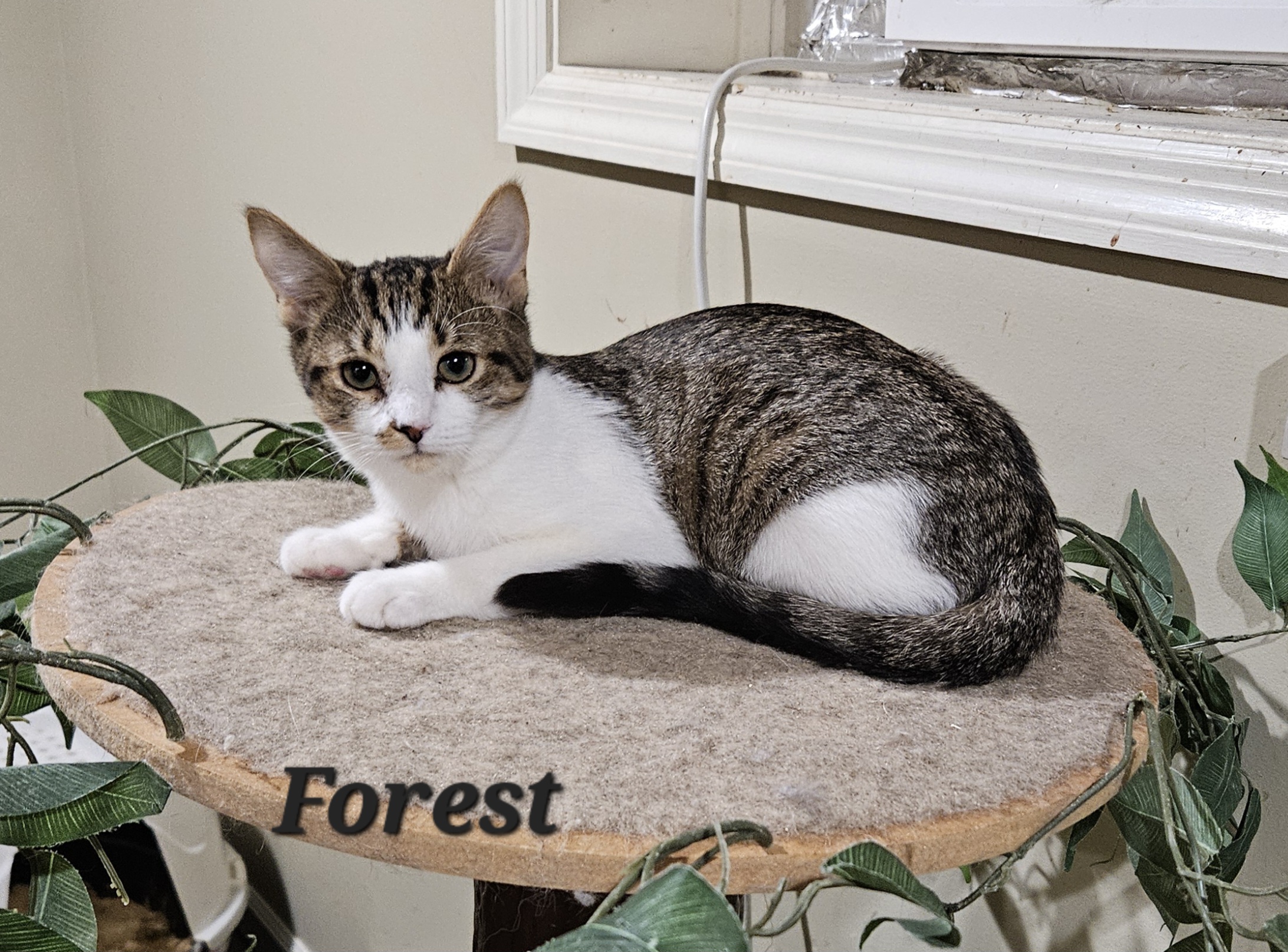 Enlarge Forest, a Adoptable Domestic Short Hair in Bethlehem, PA image 2/3