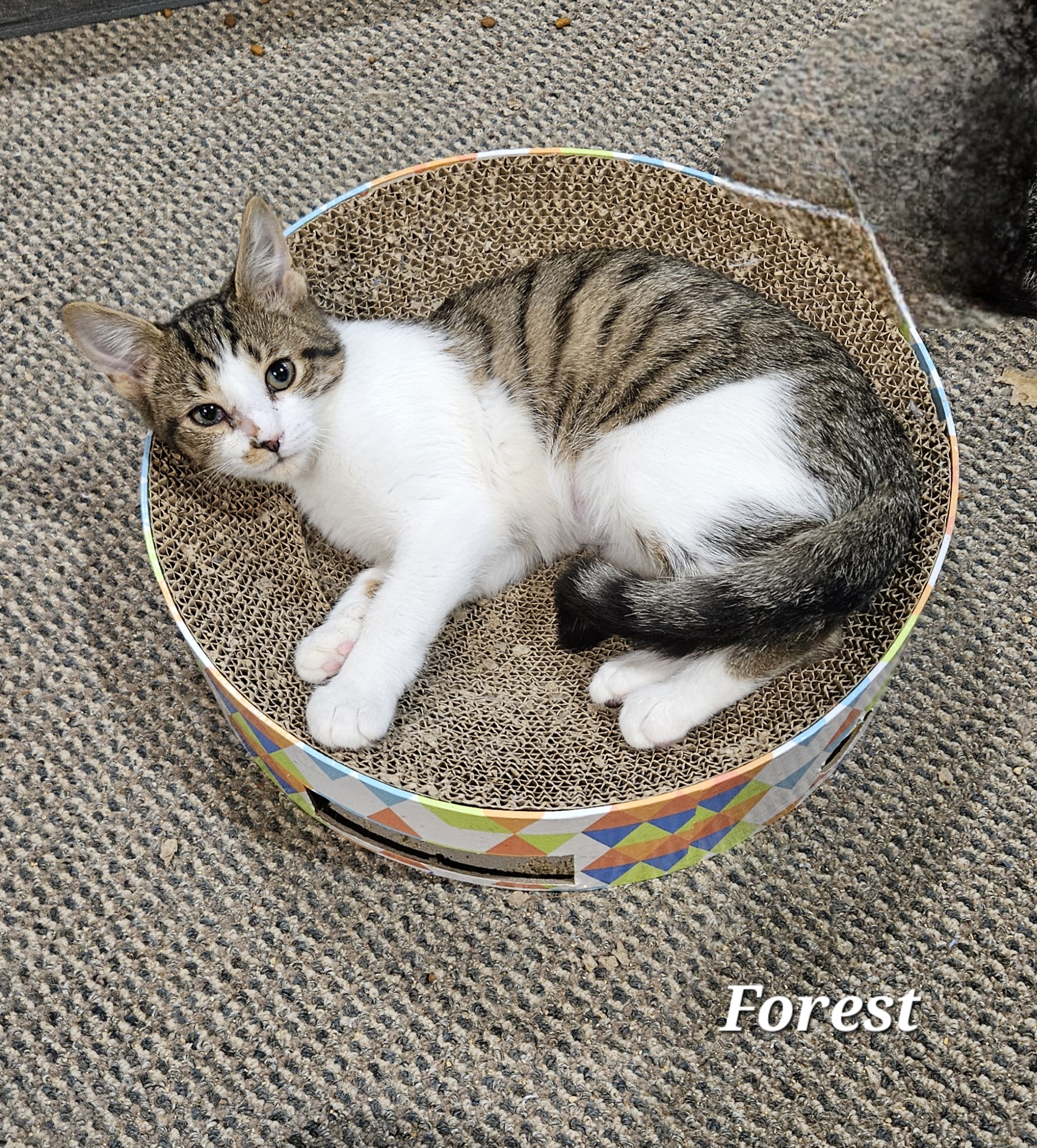 Enlarge Forest, a Adoptable Domestic Short Hair in Bethlehem, PA image 3/3