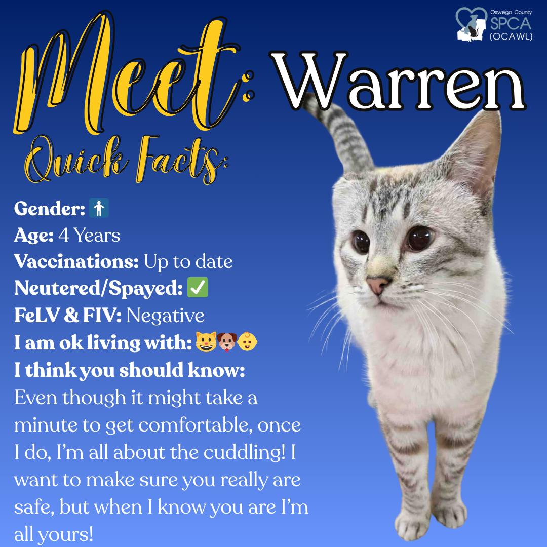 Warren, Adoptable, Adult Male Siamese.