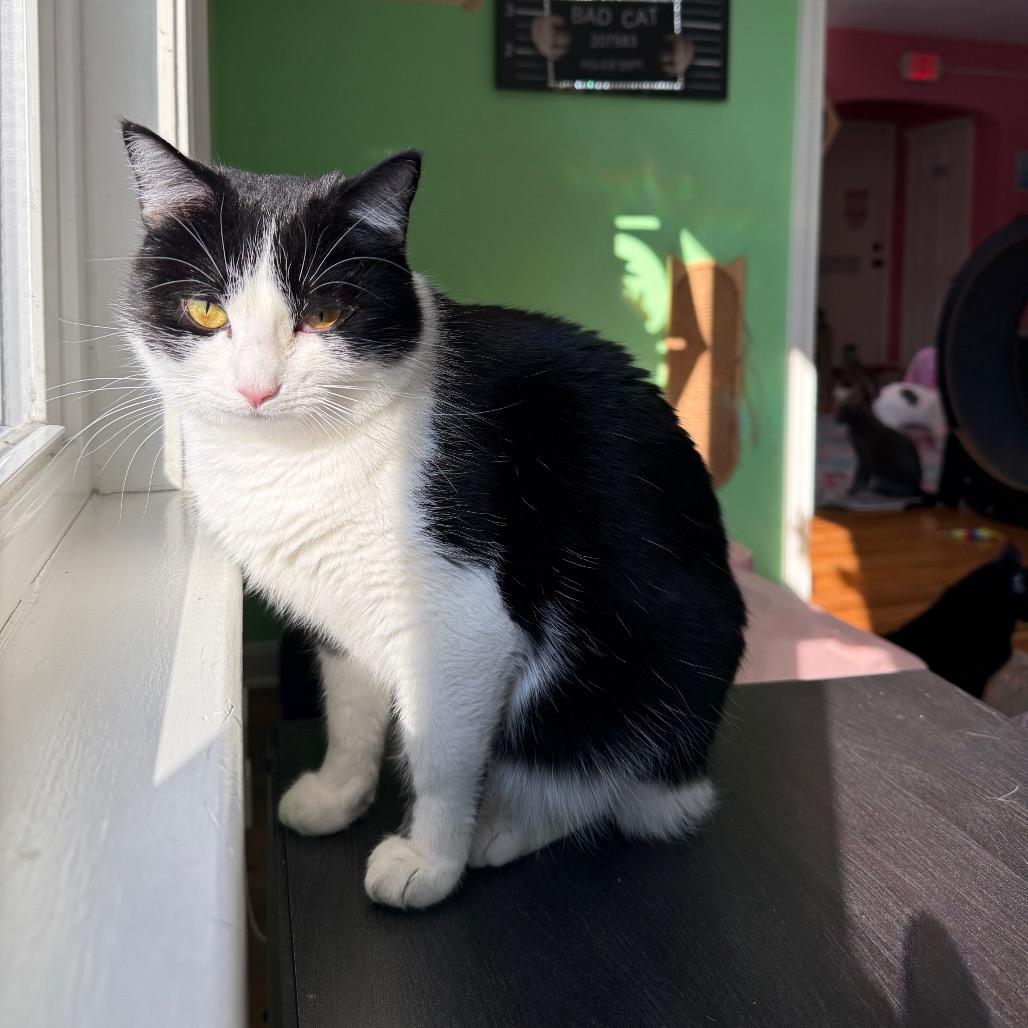 Etta, a Adoptable Domestic Short Hair in Granville, OH image 3/6