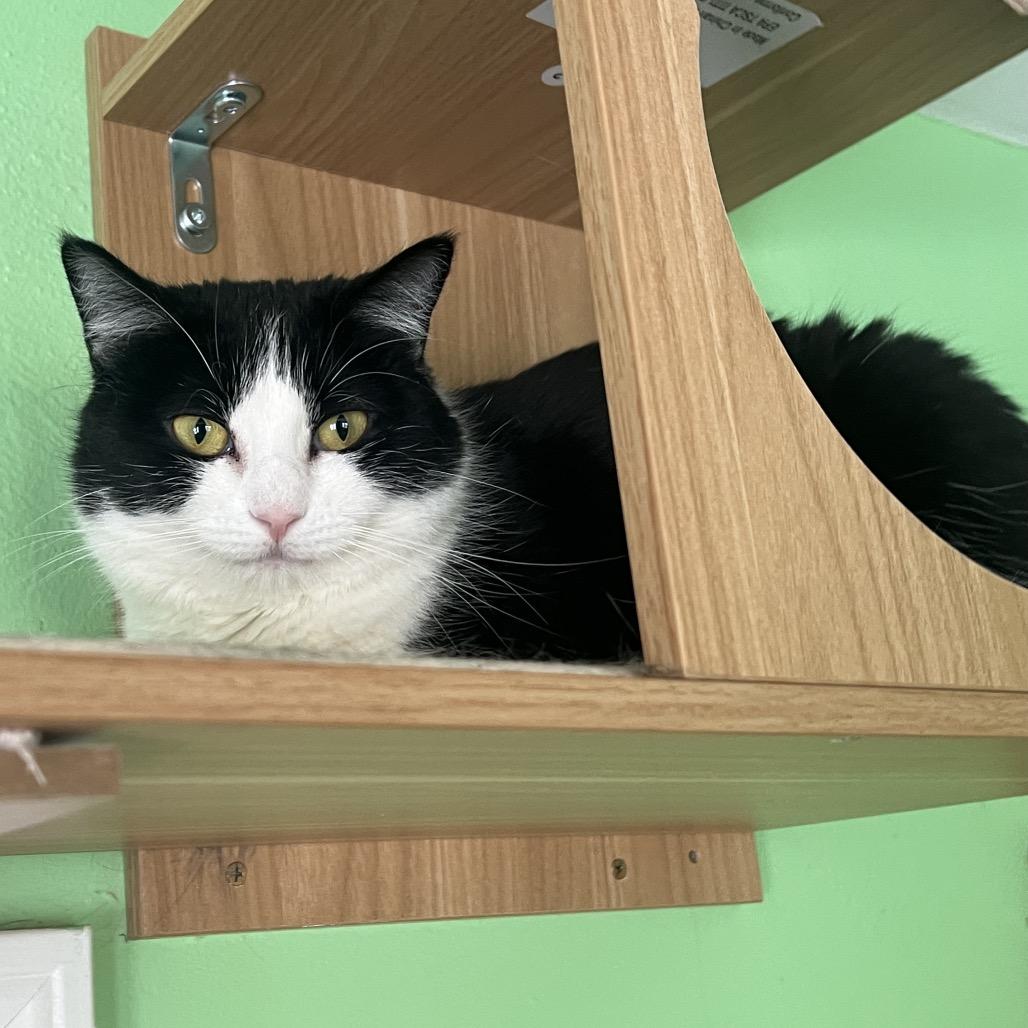 Etta, a Adoptable Domestic Short Hair in Granville, OH image 4/6