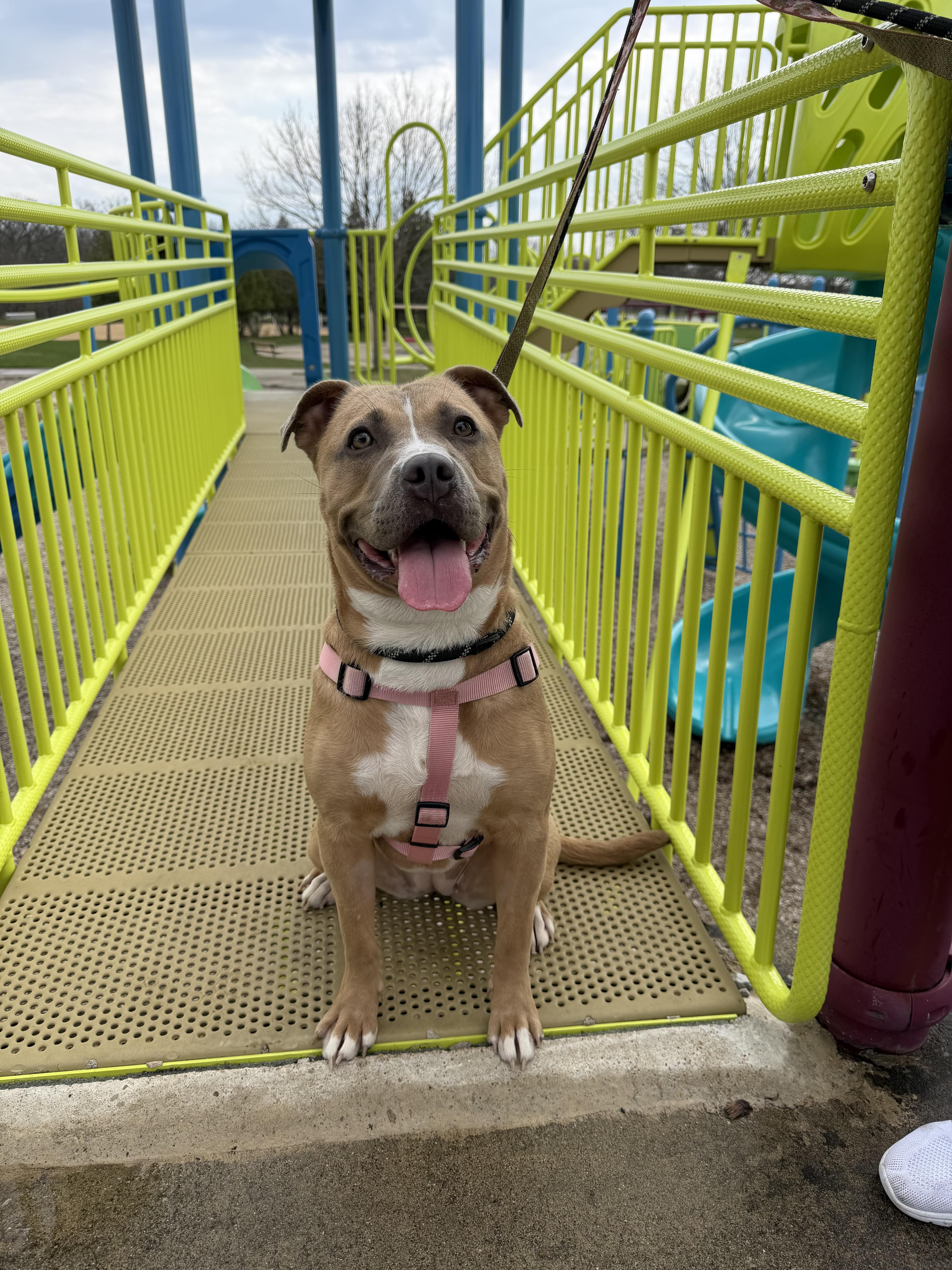 Brae , ADOPTABLE, Young Female Pit Bull Terrier.