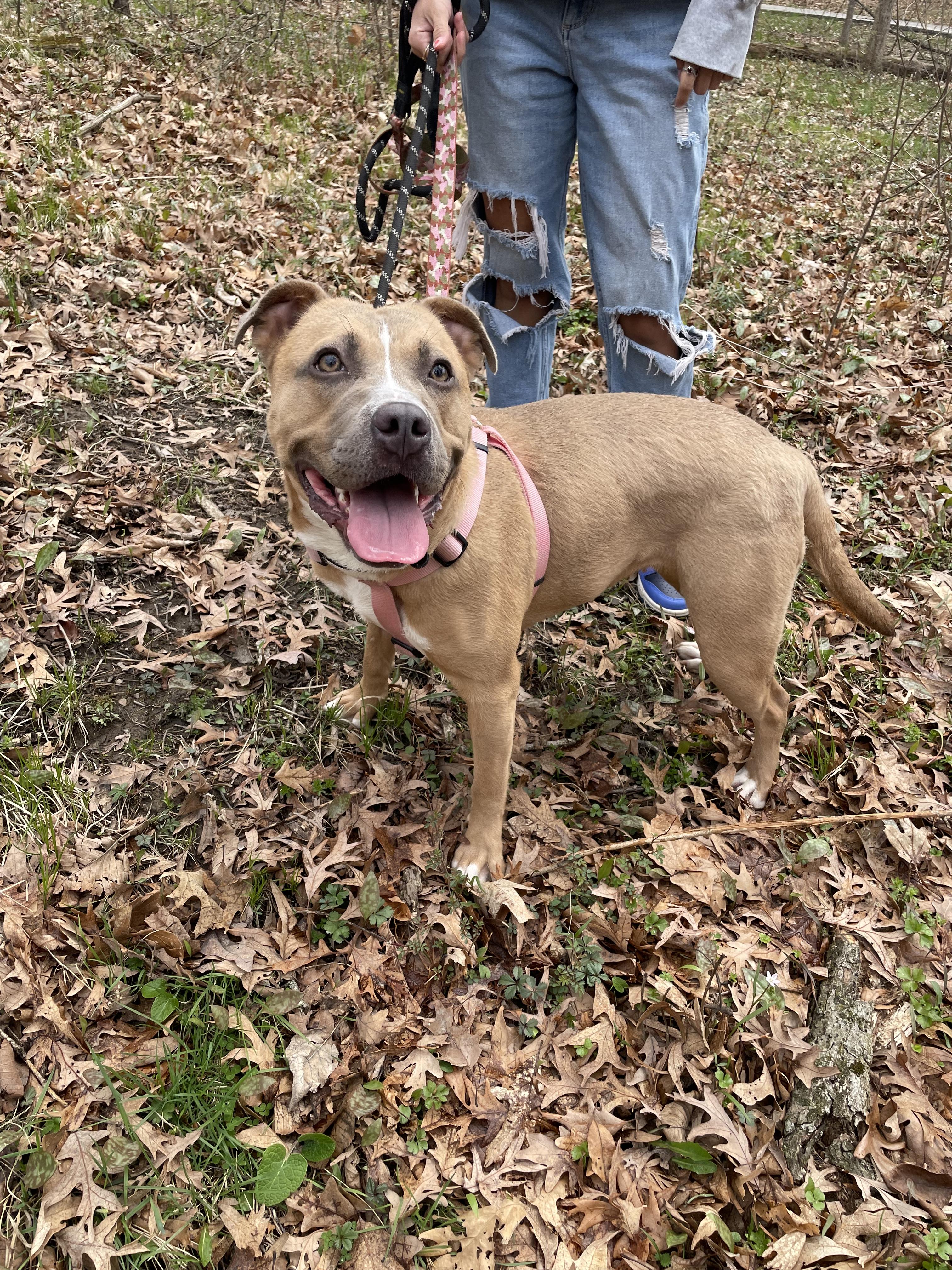 Enlarge Brae , a ADOPTABLE Pit Bull Terrier in Steger, IL image 2/6