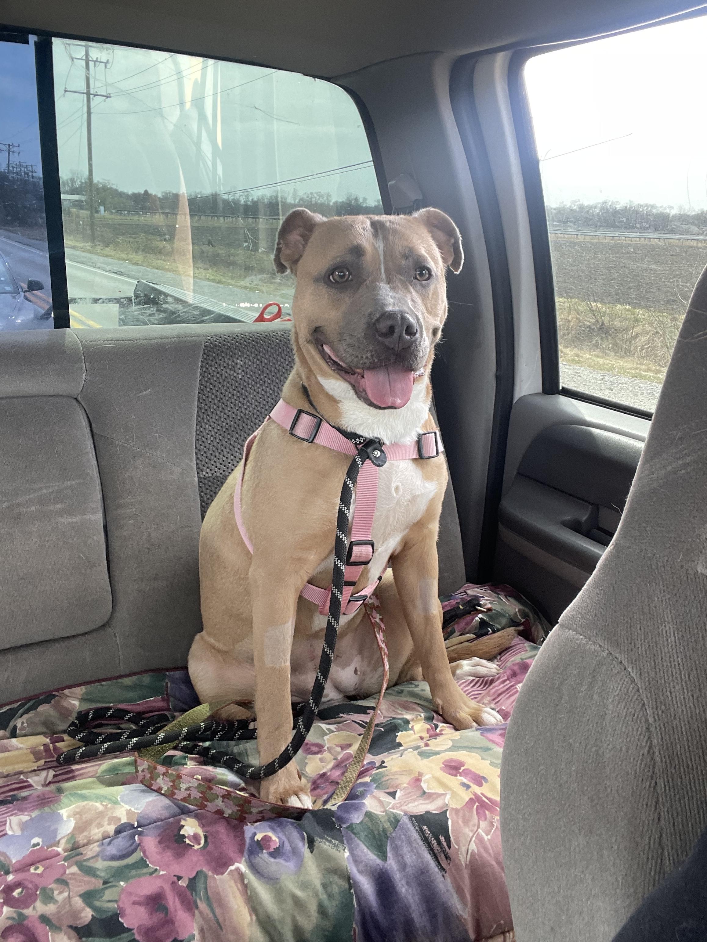 Enlarge Brae , a ADOPTABLE Pit Bull Terrier in Steger, IL image 3/6