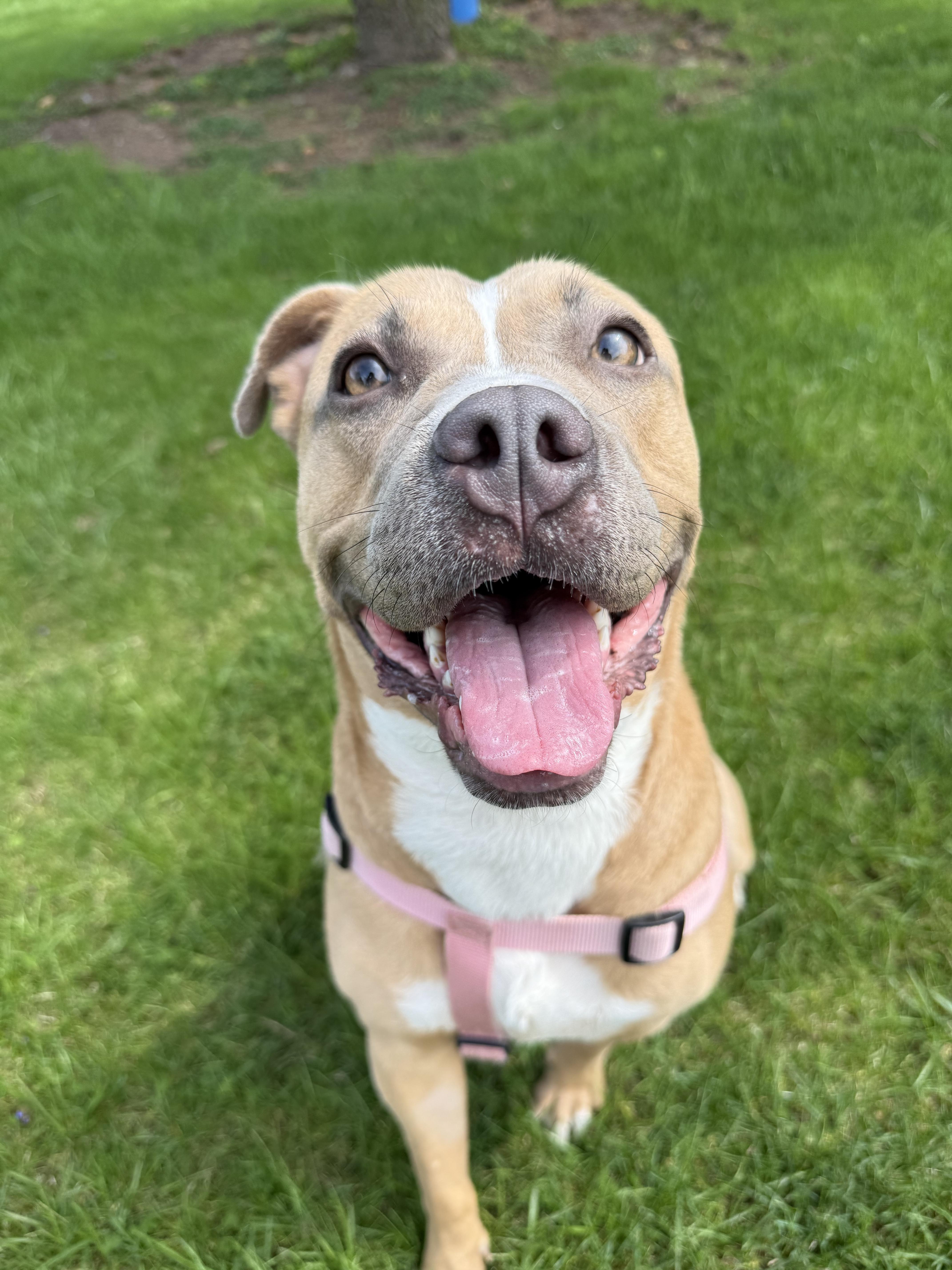 Enlarge Brae , a ADOPTABLE Pit Bull Terrier in Steger, IL image 4/6