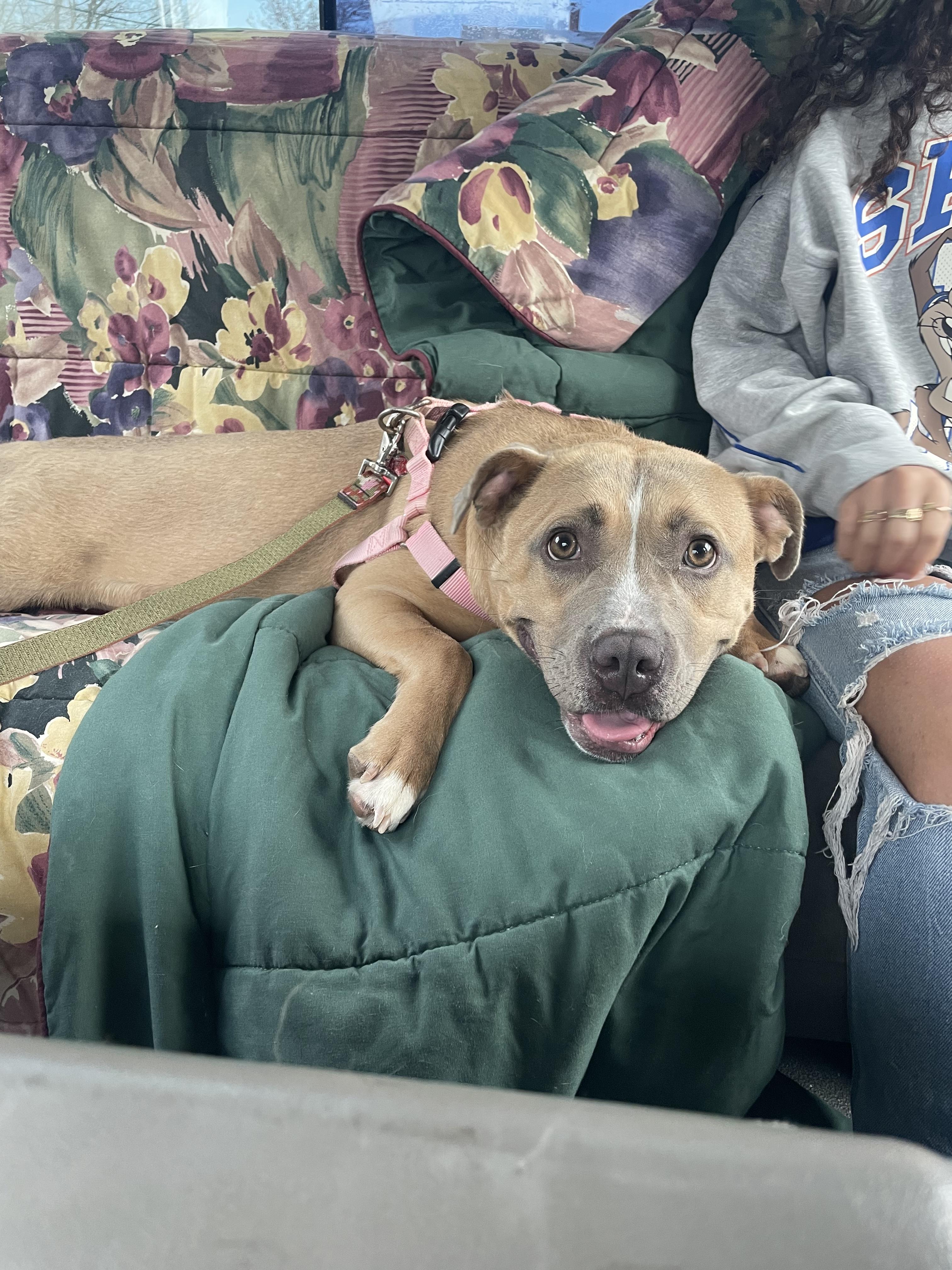 Enlarge Brae , a ADOPTABLE Pit Bull Terrier in Steger, IL image 5/6