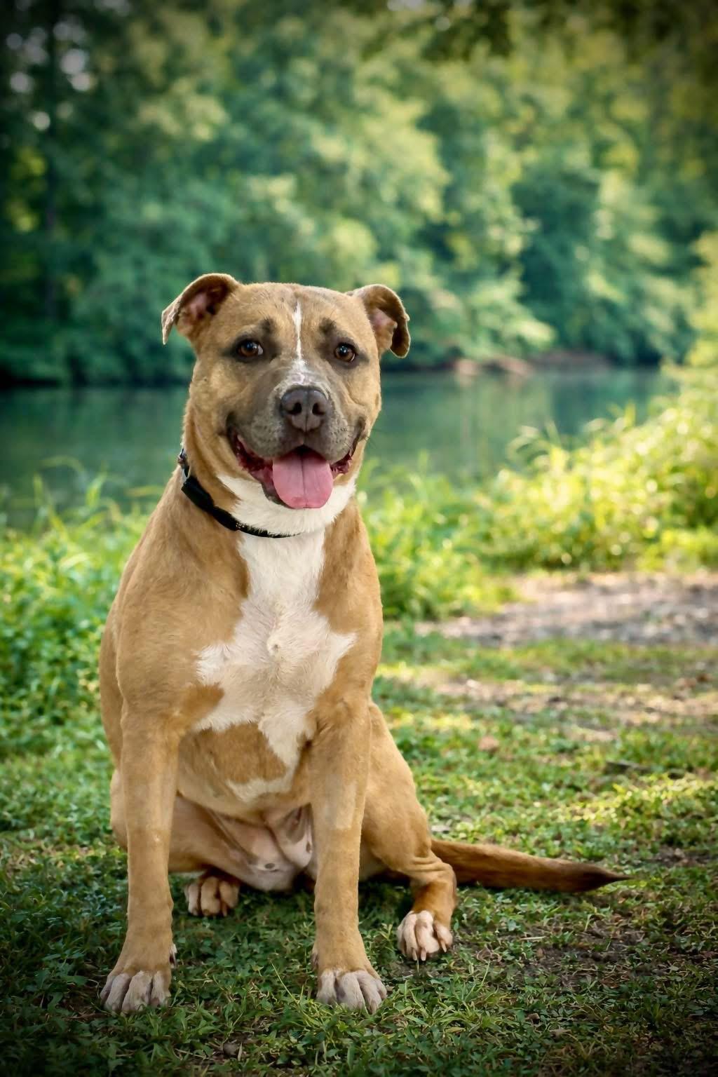 Enlarge Brae , a ADOPTABLE Pit Bull Terrier in Steger, IL image 6/6