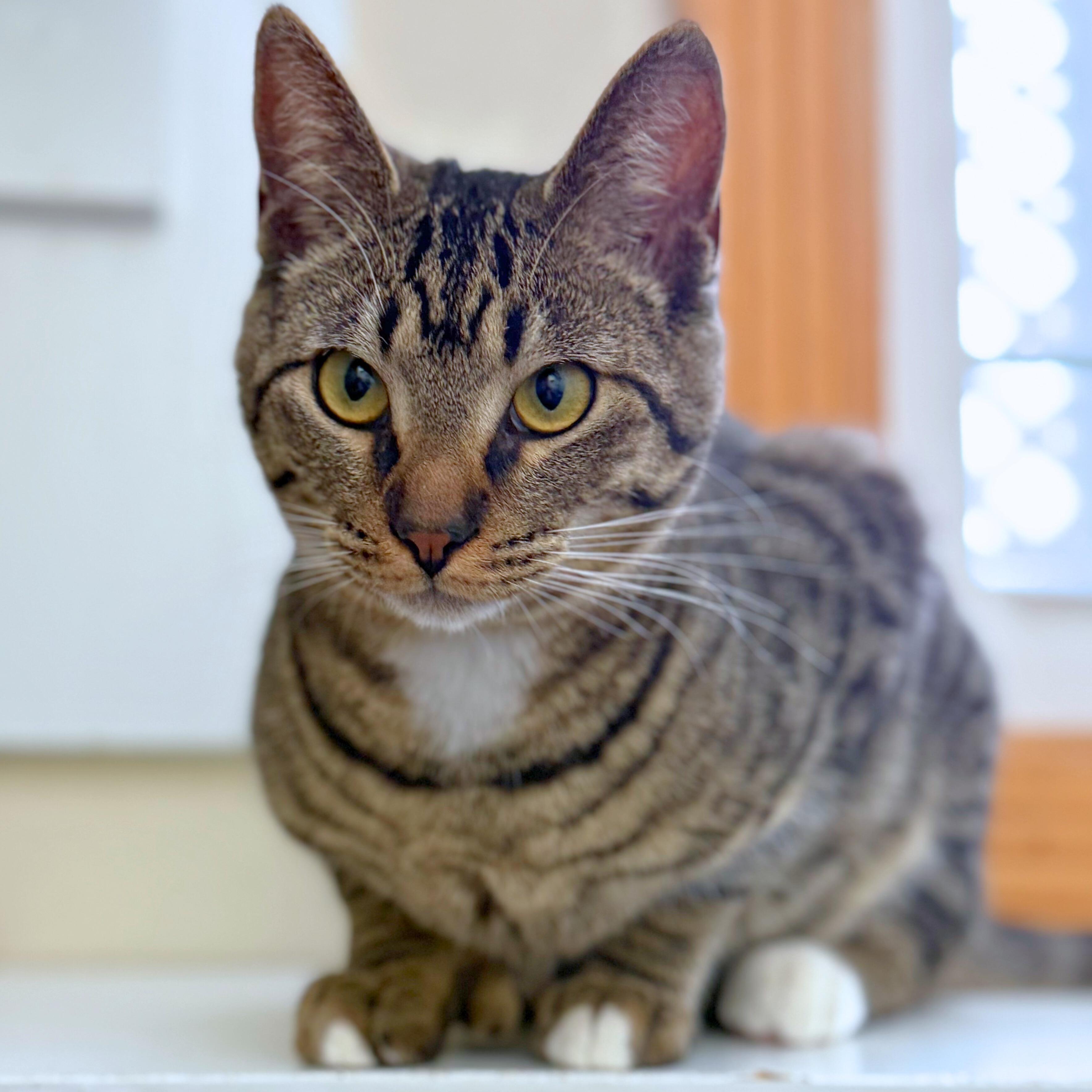 Syrup, ADOPTABLE, Young Male Domestic Short Hair.