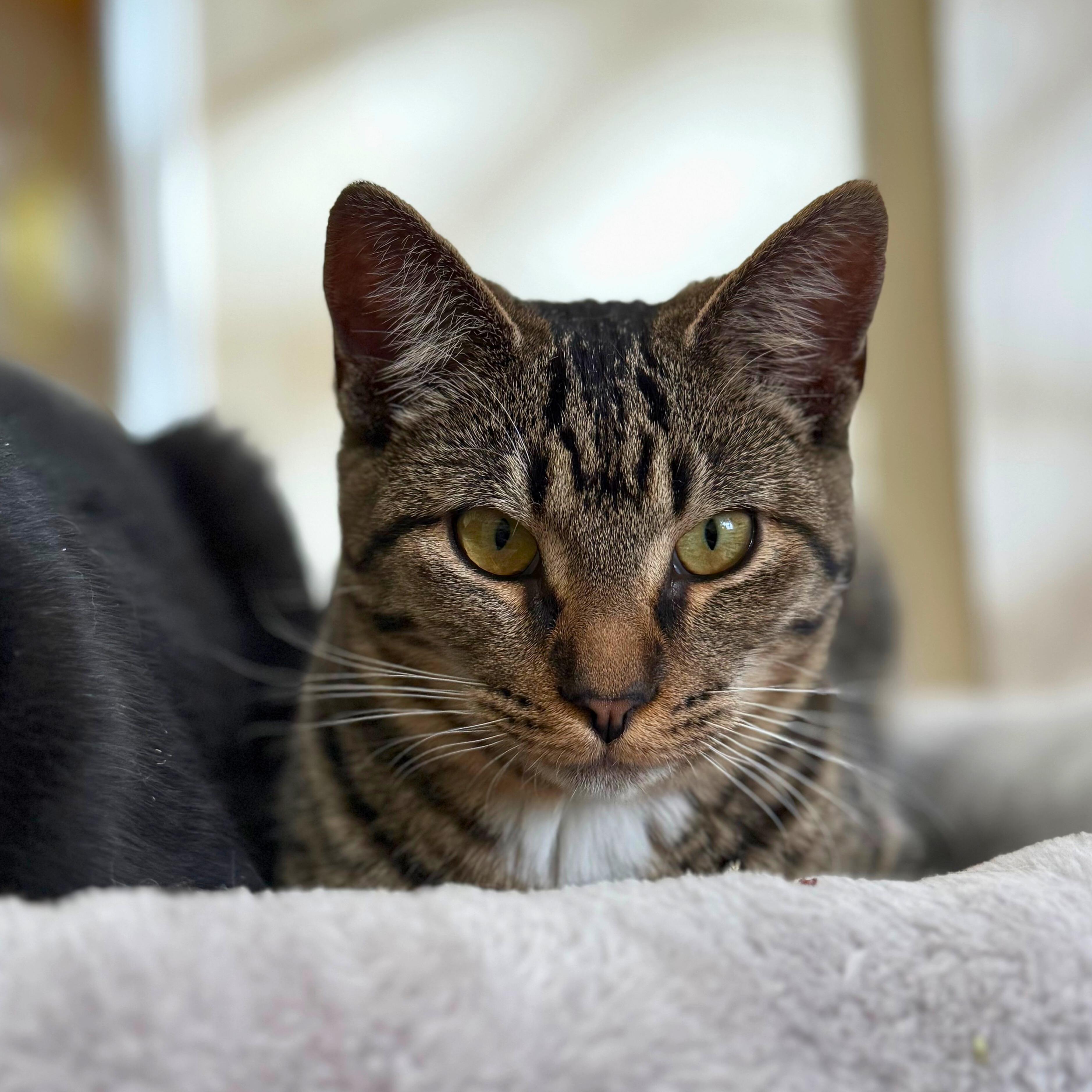Enlarge Syrup, a ADOPTABLE Domestic Short Hair in Ridgway, CO image 5/6