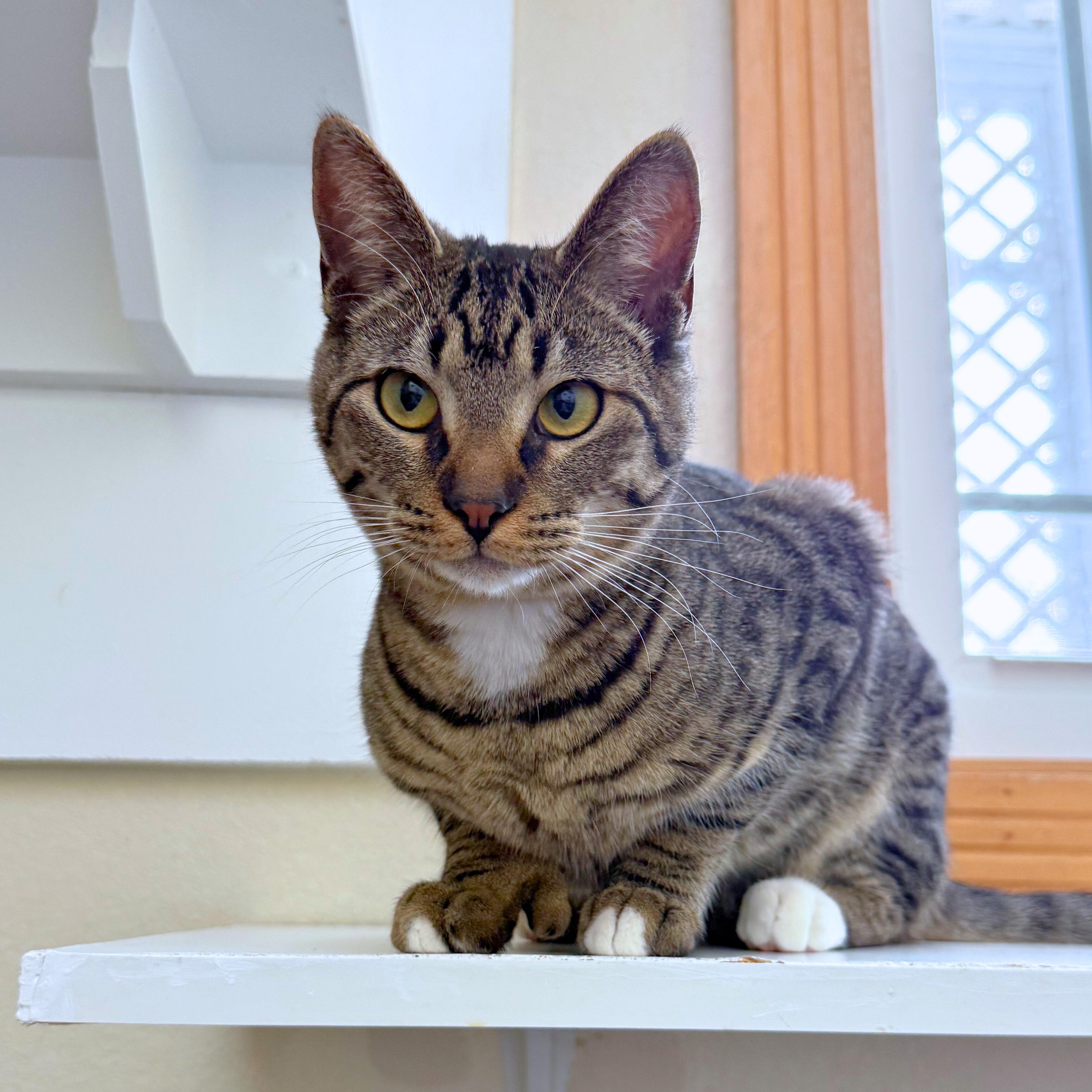 Enlarge Syrup, a ADOPTABLE Domestic Short Hair in Ridgway, CO image 6/6