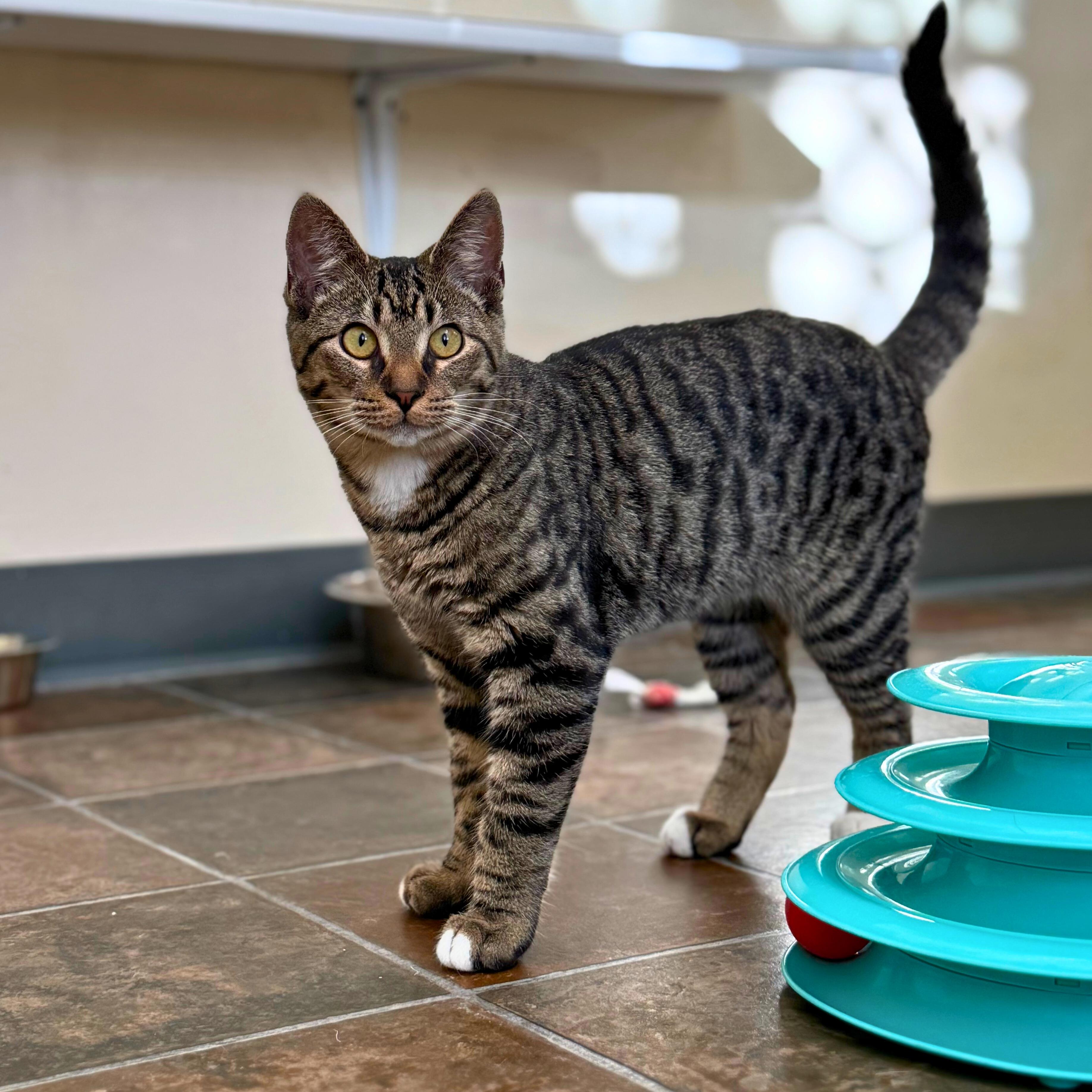 Enlarge Syrup, a ADOPTABLE Domestic Short Hair in Ridgway, CO image 3/6