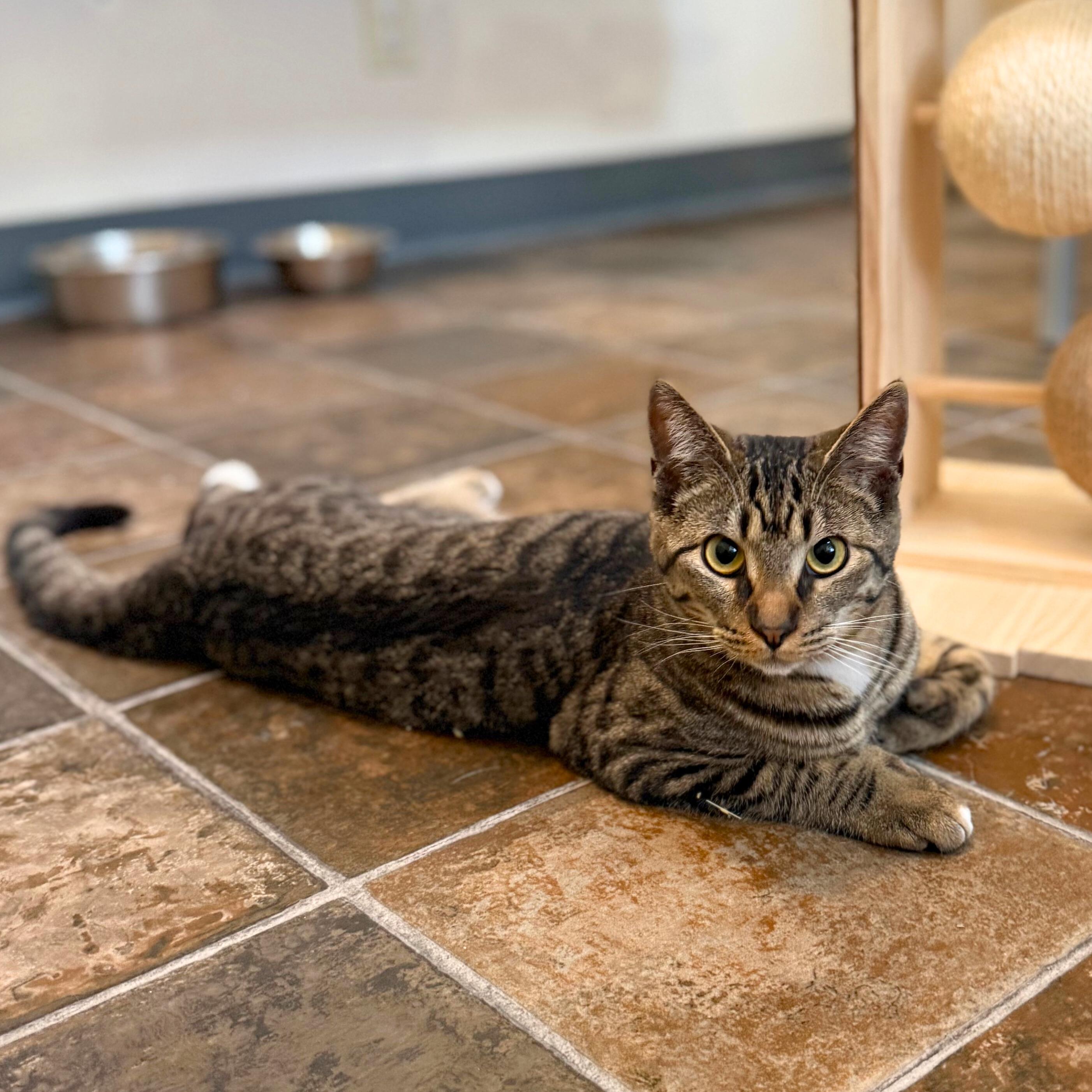 Enlarge Syrup, a ADOPTABLE Domestic Short Hair in Ridgway, CO image 4/6