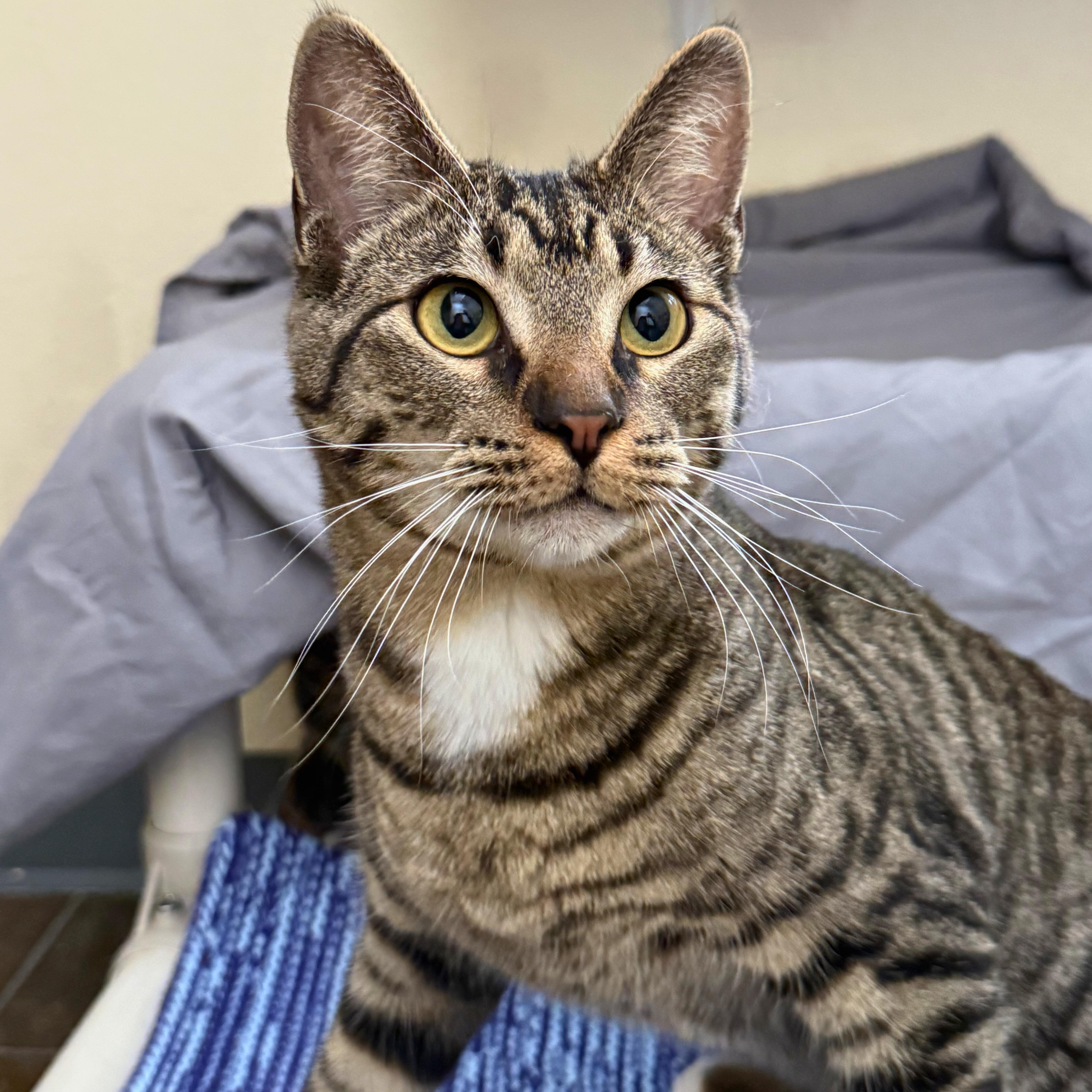 Enlarge Syrup, a ADOPTABLE Domestic Short Hair in Ridgway, CO image 2/6