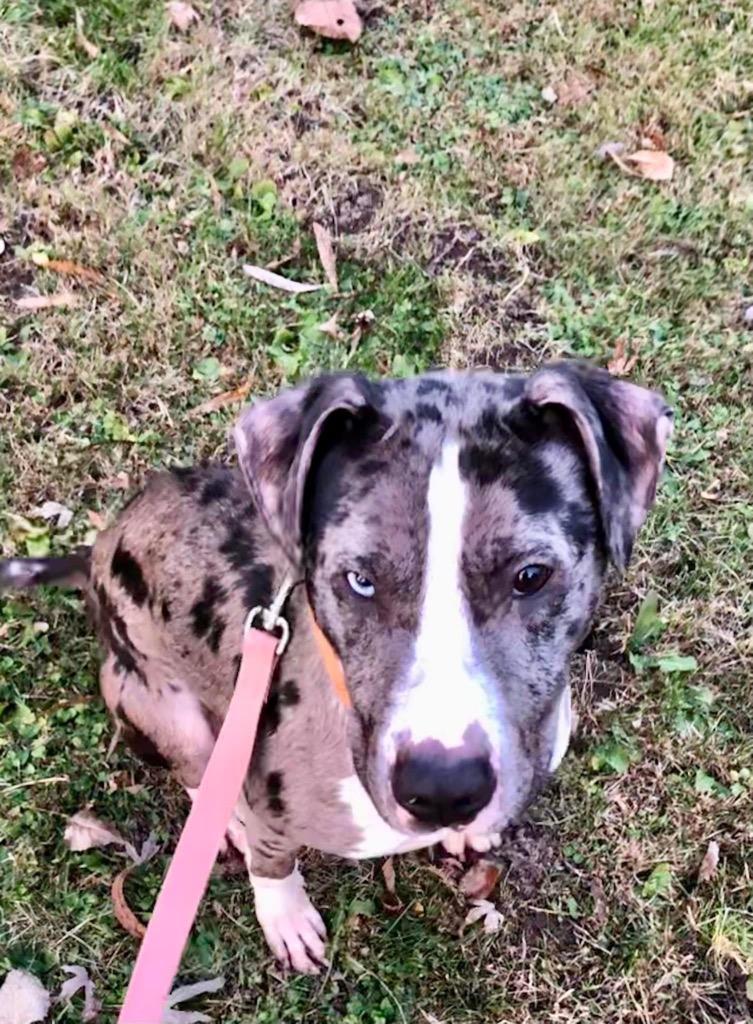 Enlarge Marbles, a Adoptable mixed breed in Charlotte, MI image 1/4