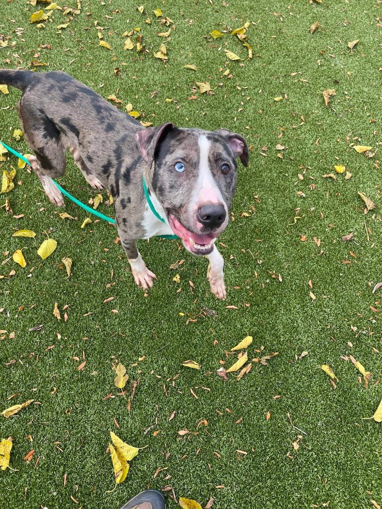 Marbles, Adoptable, Adult Male Mixed Breed.