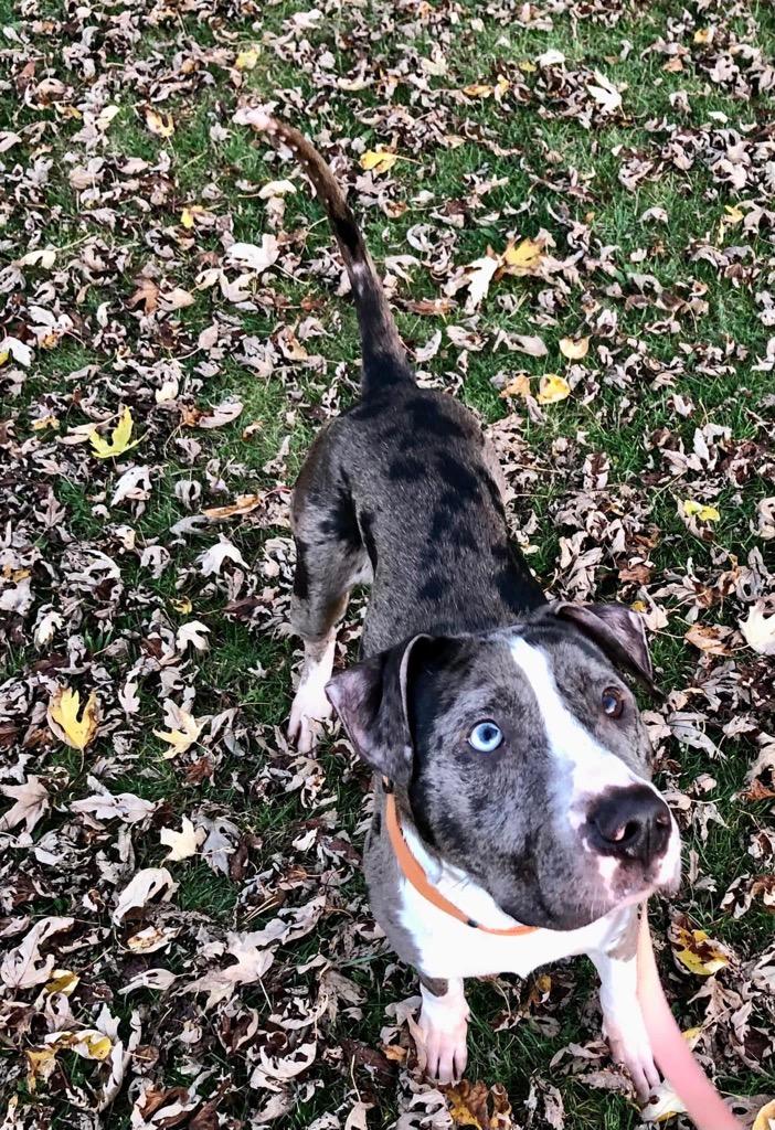 Enlarge Marbles, a Adoptable mixed breed in Charlotte, MI image 3/4