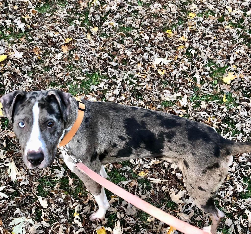 Enlarge Marbles, a Adoptable mixed breed in Charlotte, MI image 4/4