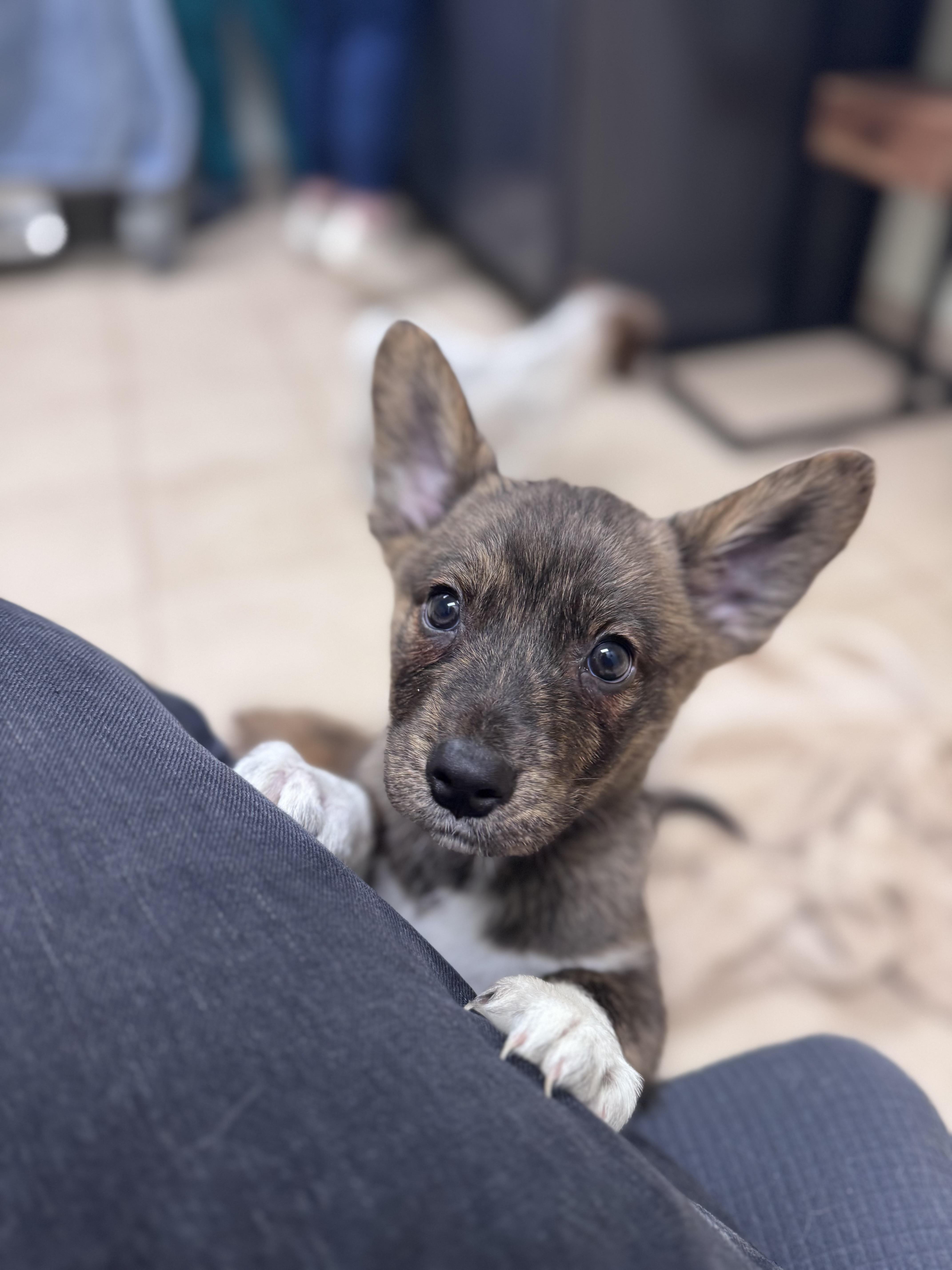 Enlarge Heath, an adopted mixed breed in Simsbury, CT image 2/3