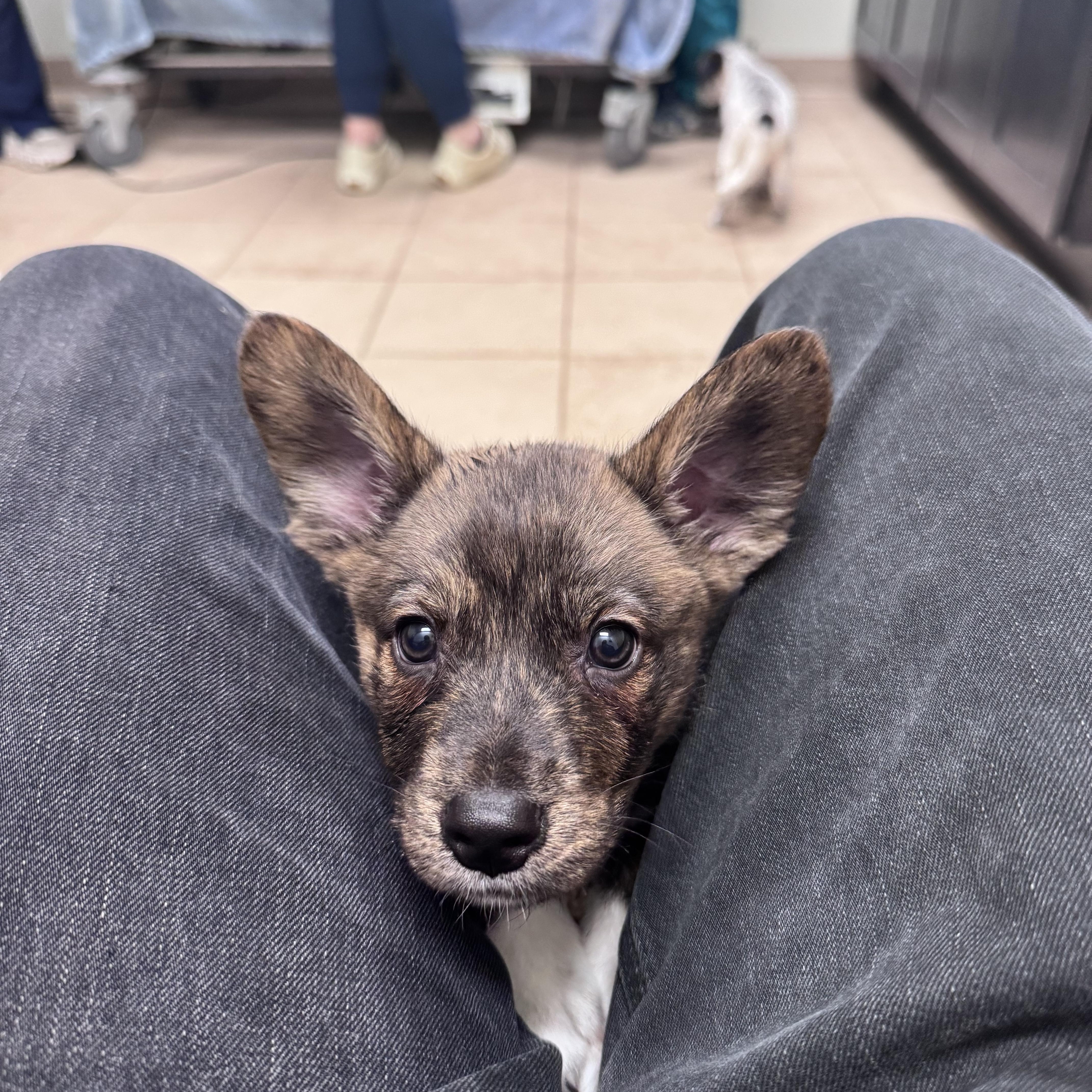 Enlarge Heath, an adopted mixed breed in Simsbury, CT image 3/3