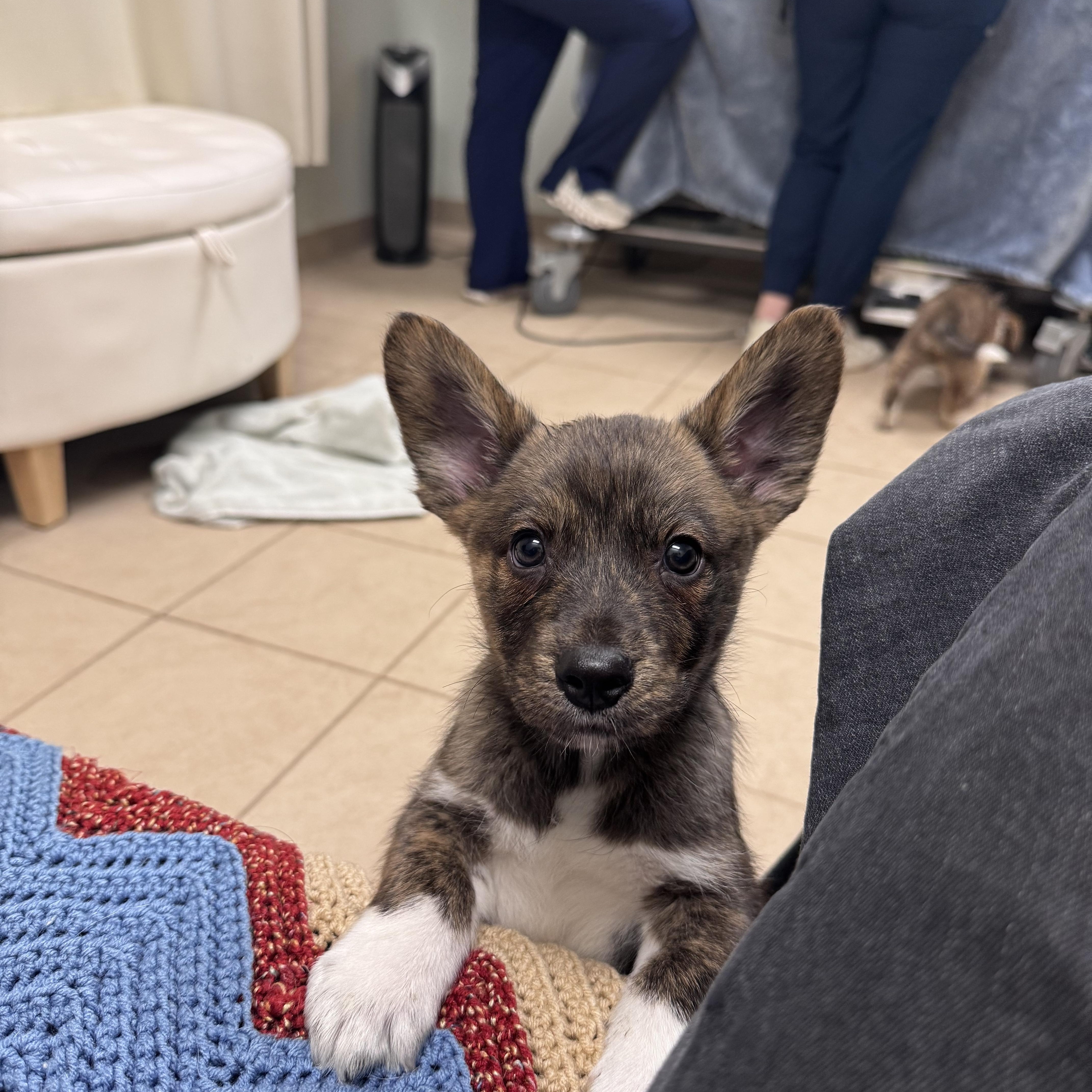 Heath, adopted, Puppy Male Husky & Cattle Dog.