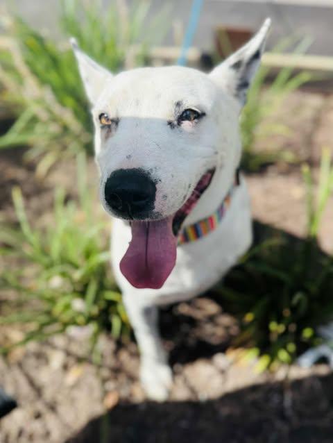 Pongo, a Adoptable mixed breed in Brattleboro, VT image 3/5