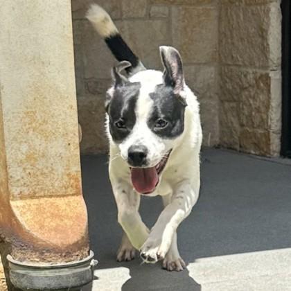 Oreo Cookie, a Adoptable mixed breed in Lewisville, TX image 1/3