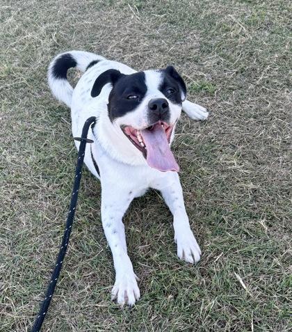 Oreo Cookie, Adoptable, Young Male Fox Terrier & Mixed Breed.
