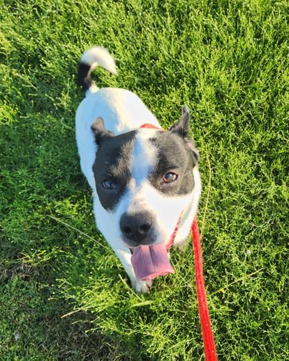 Enlarge Oreo Cookie, a Adoptable mixed breed in Lewisville, TX image 1/3