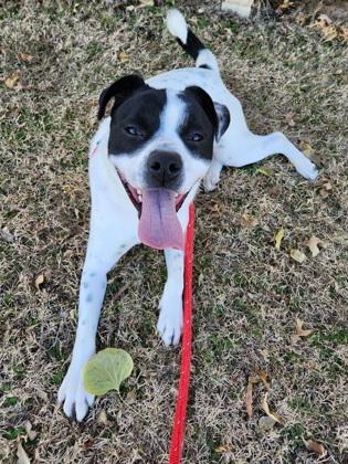 Enlarge Oreo Cookie, a Adoptable mixed breed in Lewisville, TX image 3/3