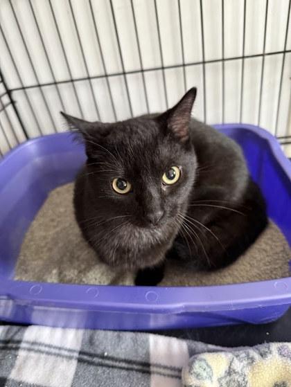 Enlarge Madden, a Adoptable mixed breed in Winona, MN image 1/1