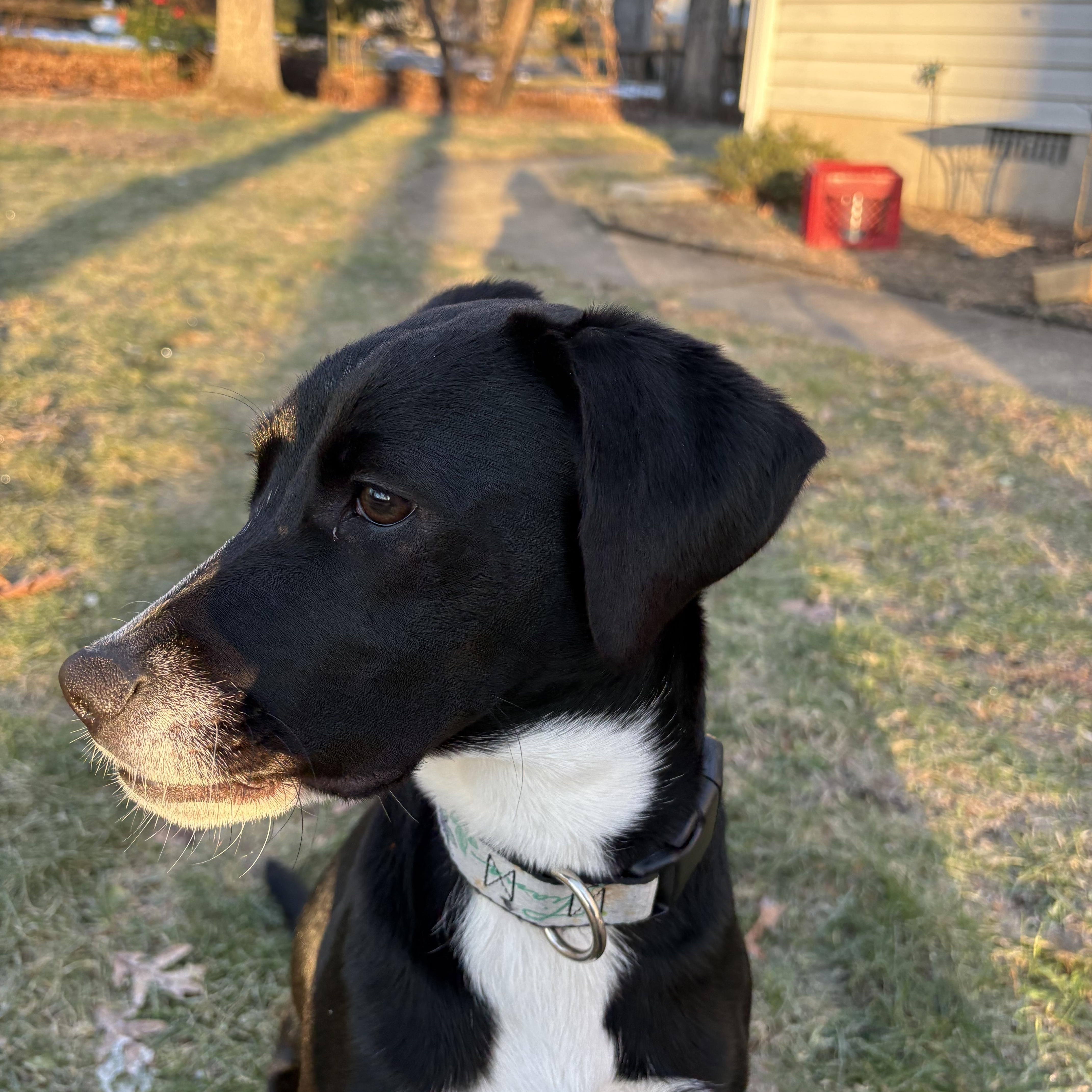 Enlarge Tiana (courtesy post), a ADOPTABLE mixed breed in Columbia, MD image 2/2