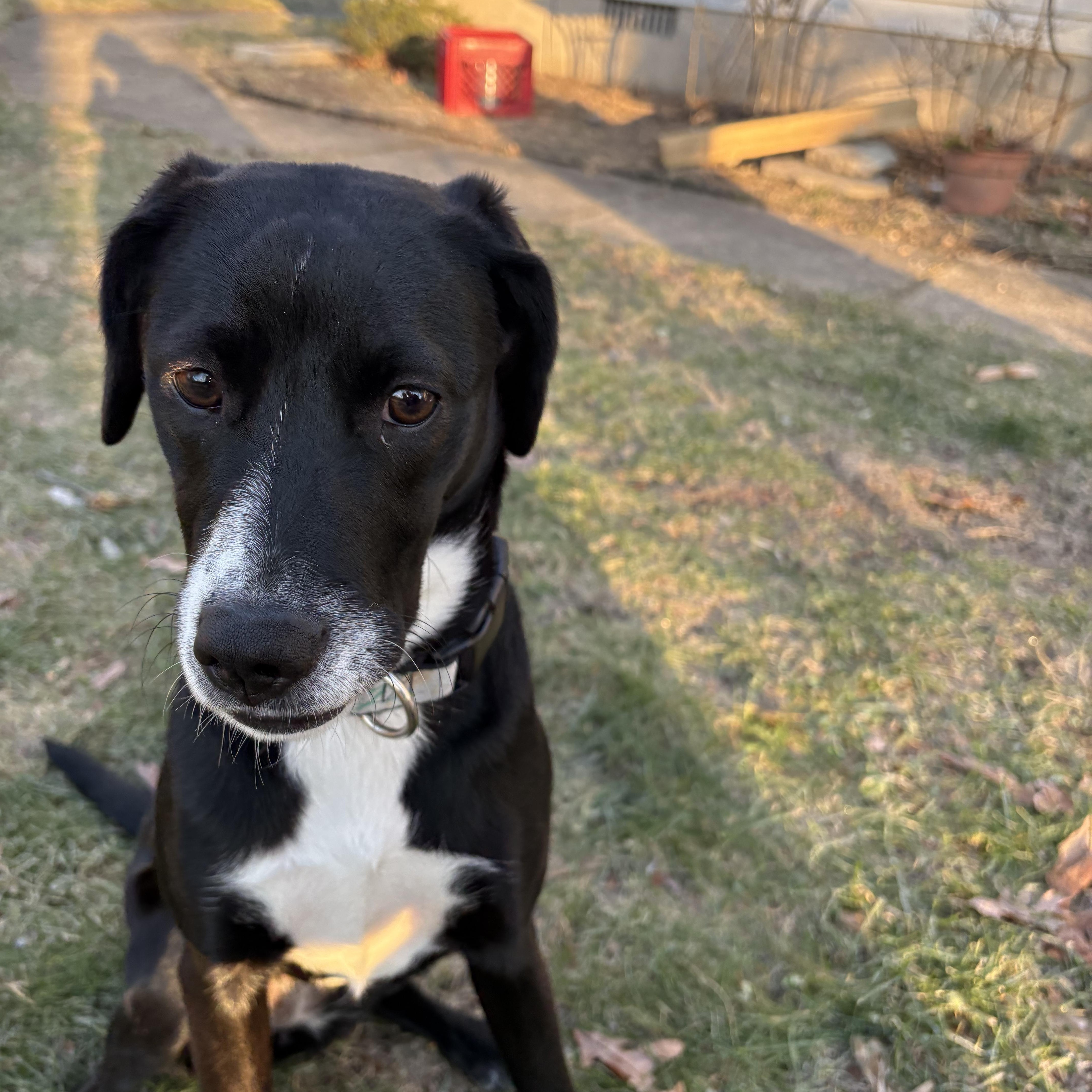 Tiana (courtesy post), ADOPTABLE, Young Female Mountain Cur & Beagle.