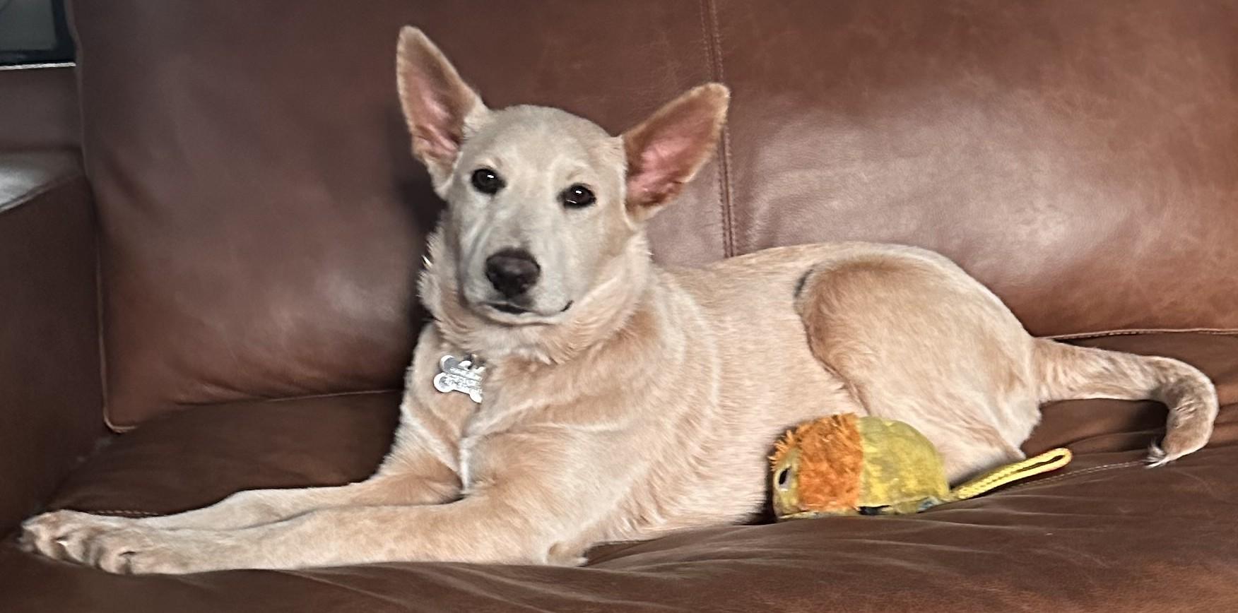 Enlarge CHINOOK...Super Sweet!!!, a ADOPTABLE mixed breed in Olympia, WA image 3/6