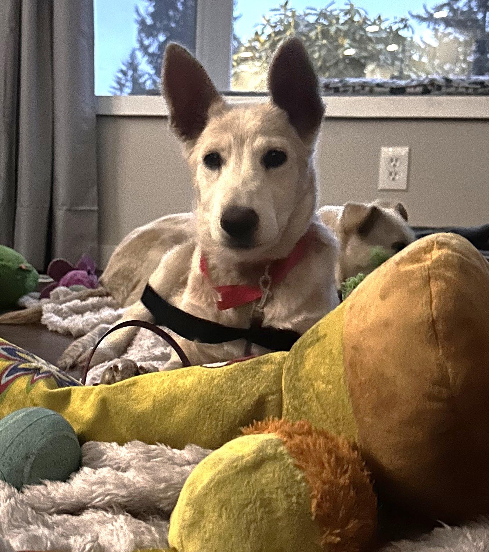 Enlarge CHINOOK...Super Sweet!!!, a ADOPTABLE mixed breed in Olympia, WA image 1/6