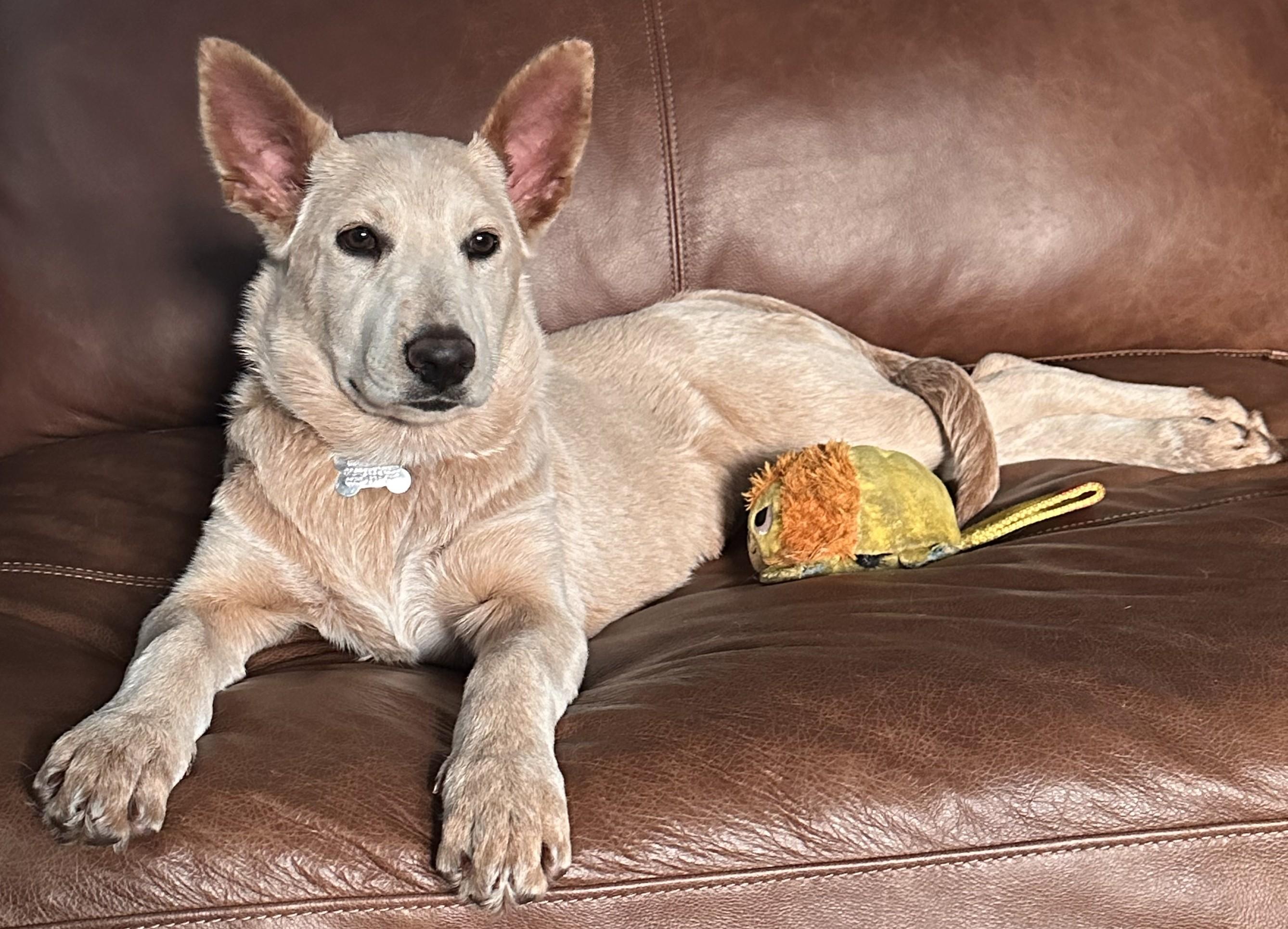 Enlarge CHINOOK...Super Sweet!!!, a ADOPTABLE mixed breed in Olympia, WA image 2/6