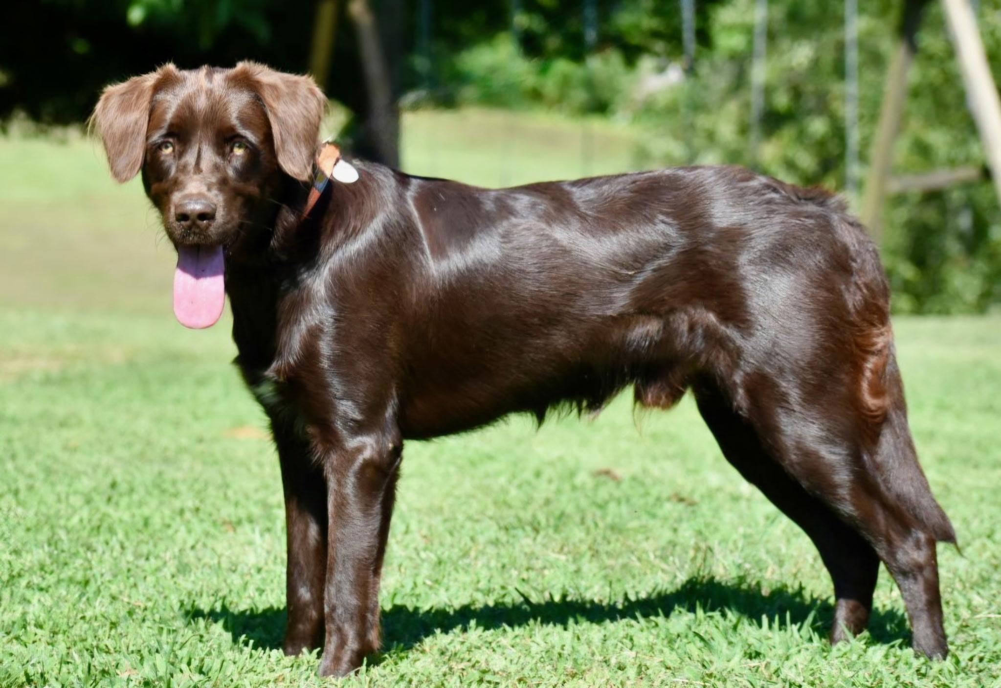 Winchester, Adoptable, Puppy Male Boykin Spaniel.