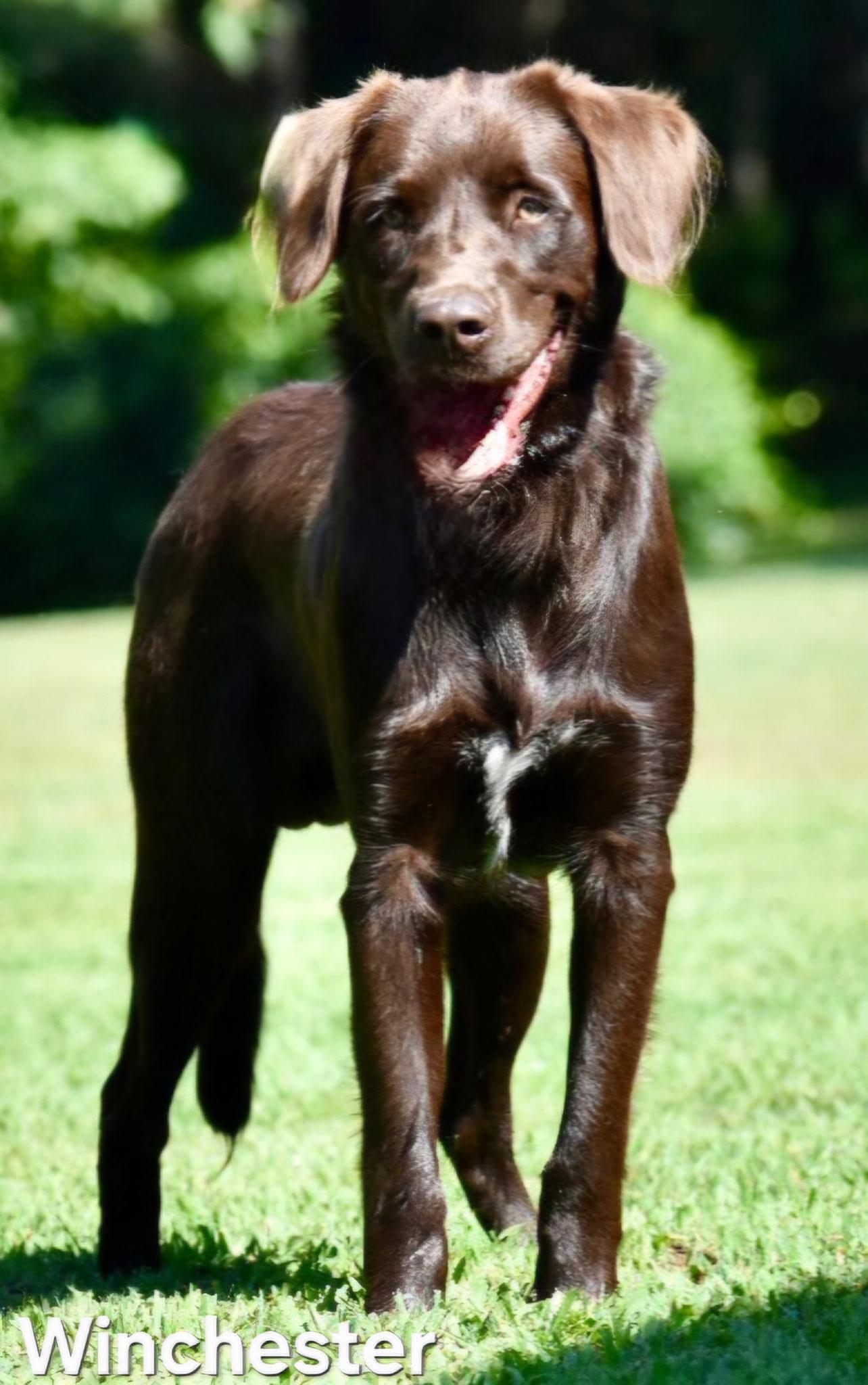 Enlarge Winchester, a Adoptable mixed breed in Windham, ME image 4/4