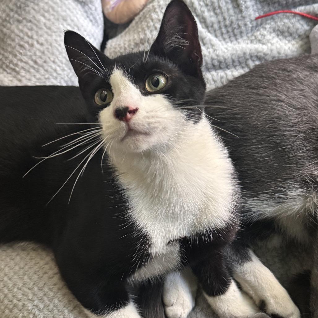 Mochi — thumbnail 2