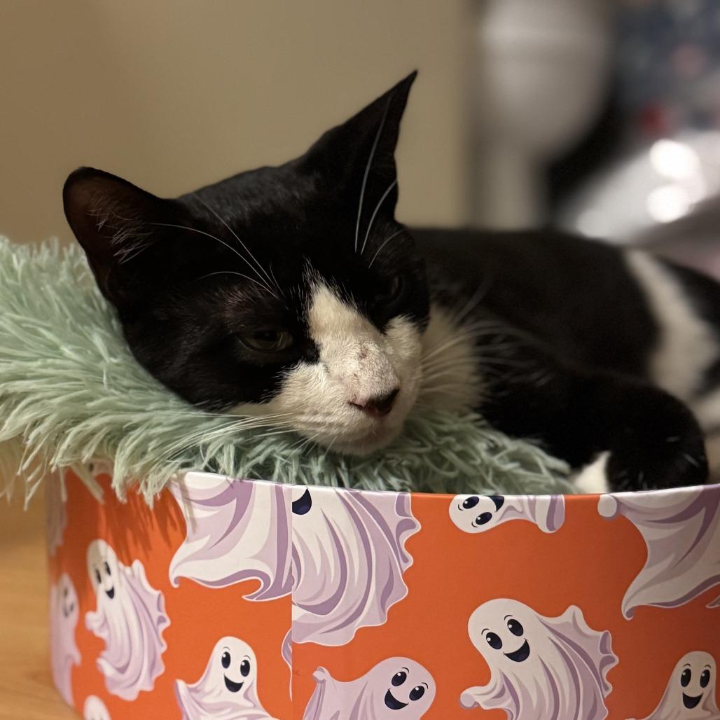 Mochi — thumbnail 3