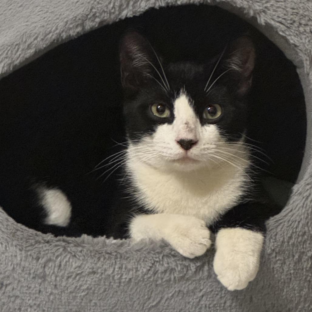 Mochi — thumbnail 4