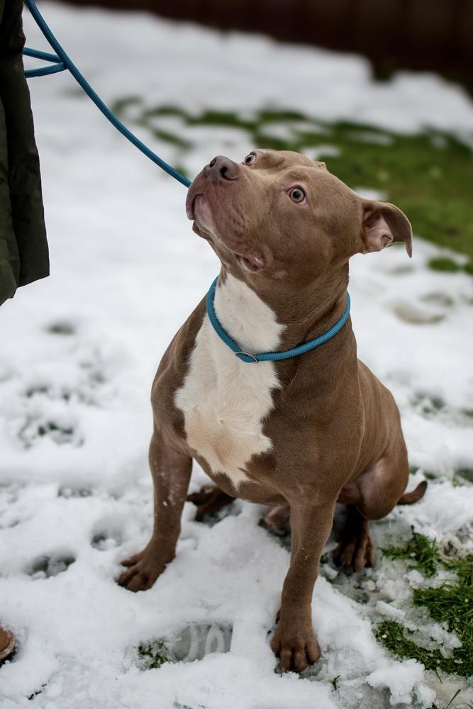 Marty, Adoptable, Adult Male Pit Bull Terrier.