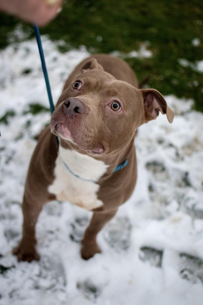 Enlarge Marty, a Adoptable mixed breed in Frankfort, NY image 2/6