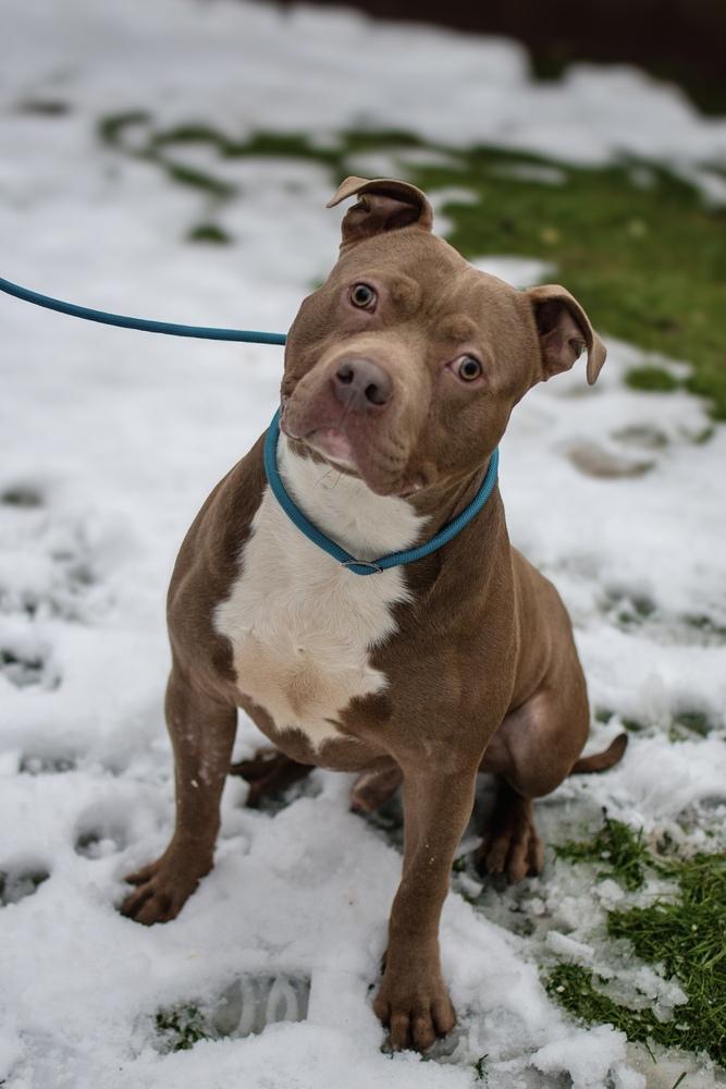 Enlarge Marty, a Adoptable mixed breed in Frankfort, NY image 3/6